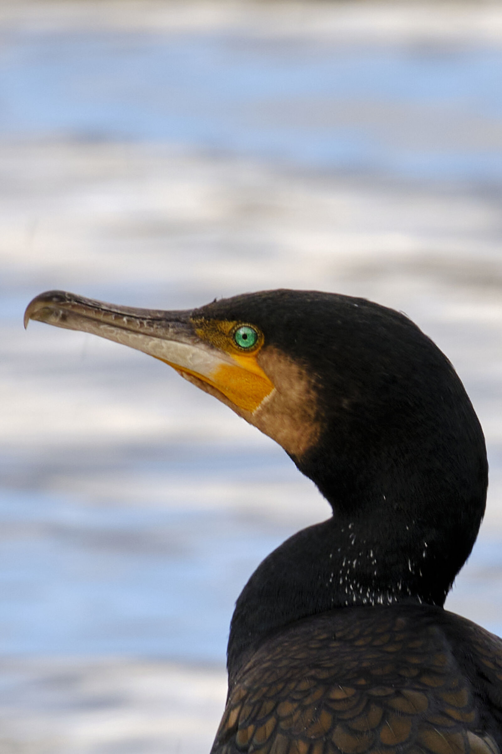 The emerald eye of the cormorant
