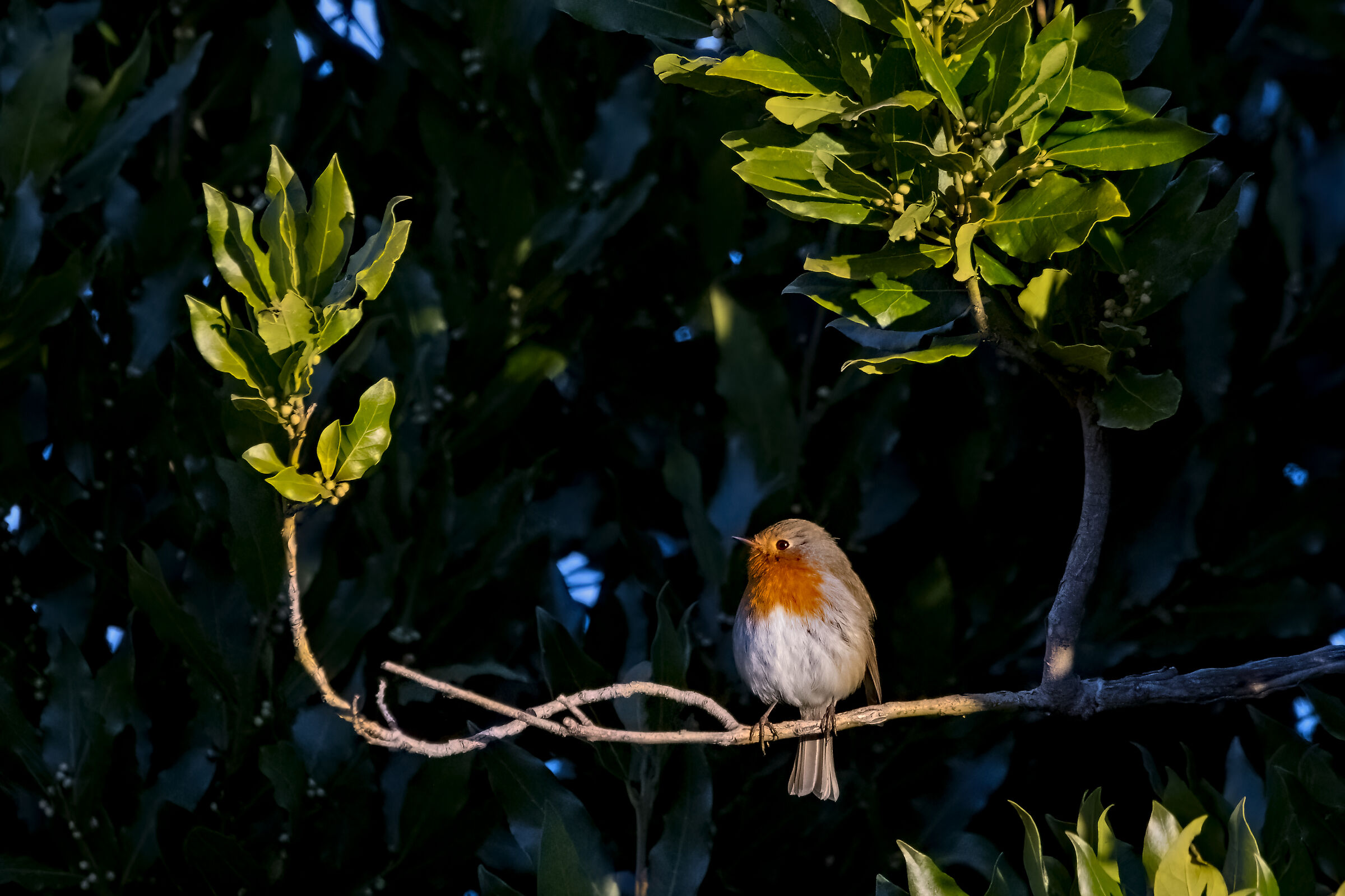 Restare sugli allori