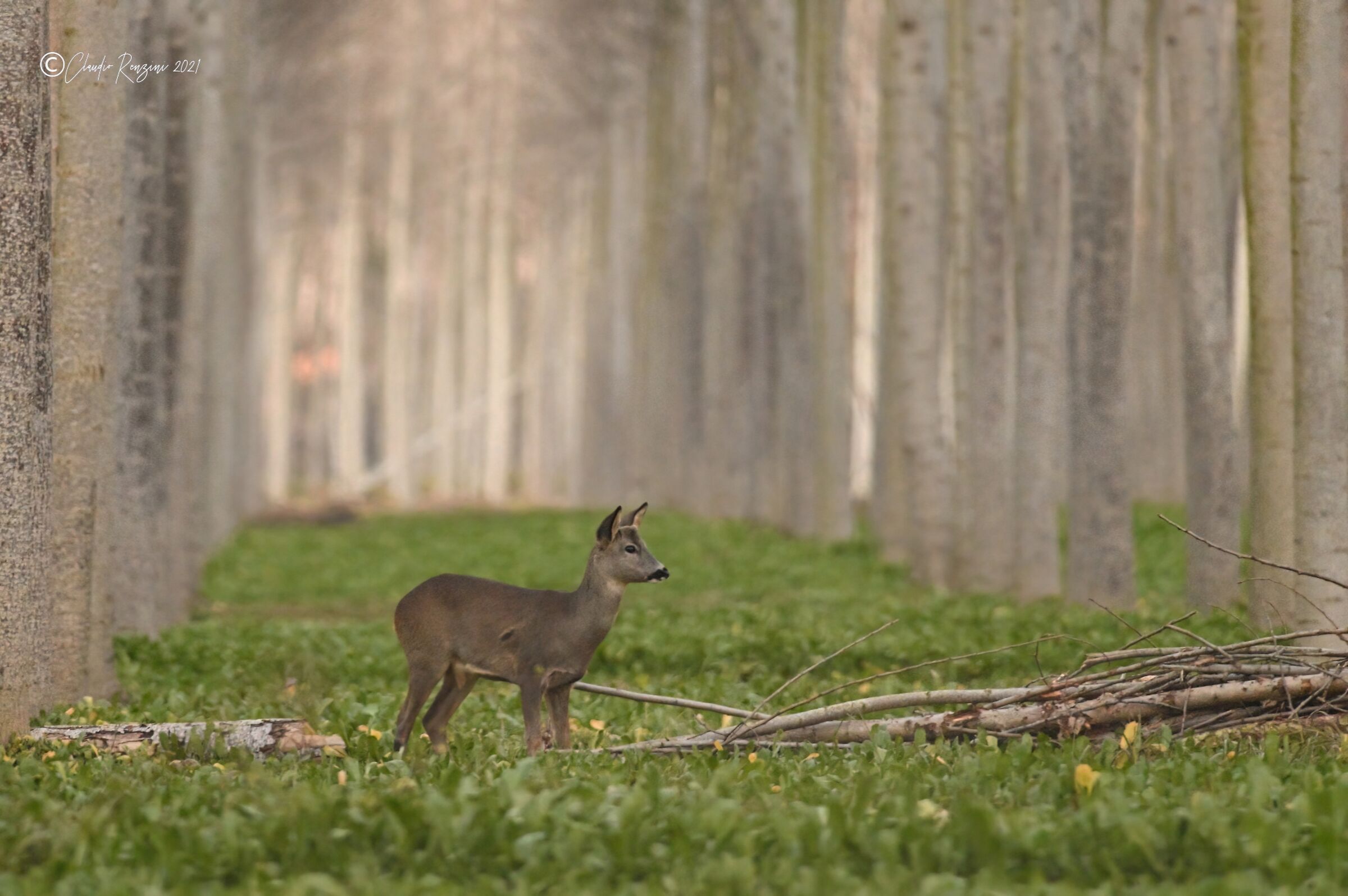 roe deer in poplar