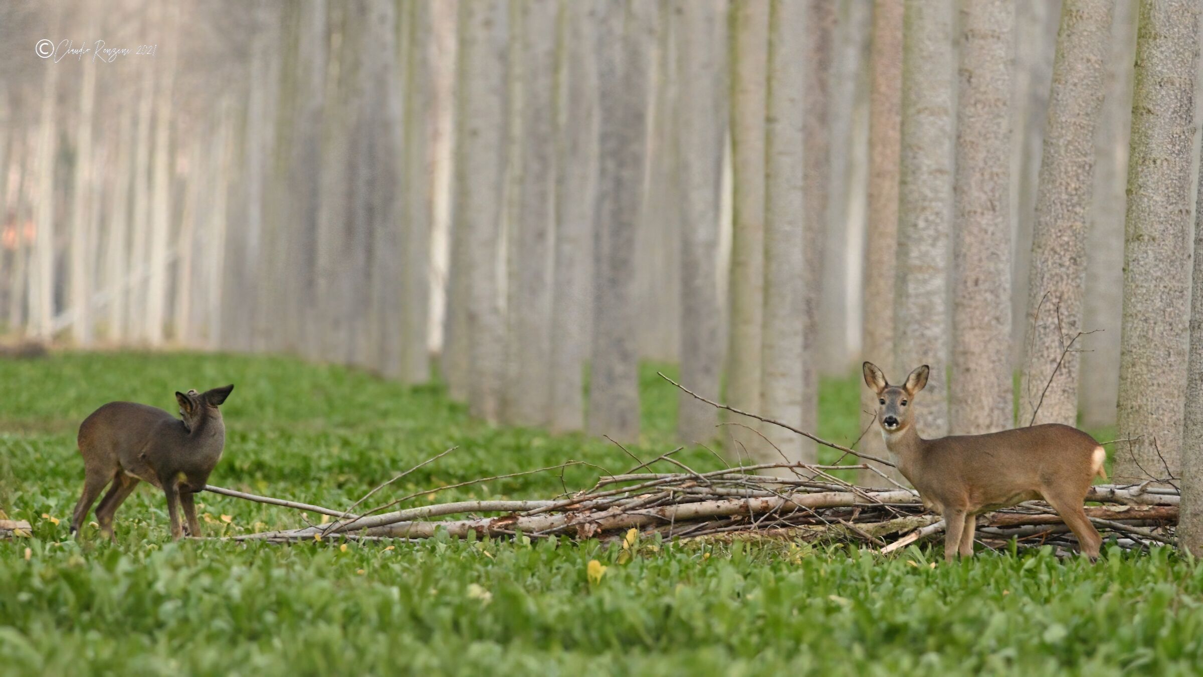 roe deer in poplar