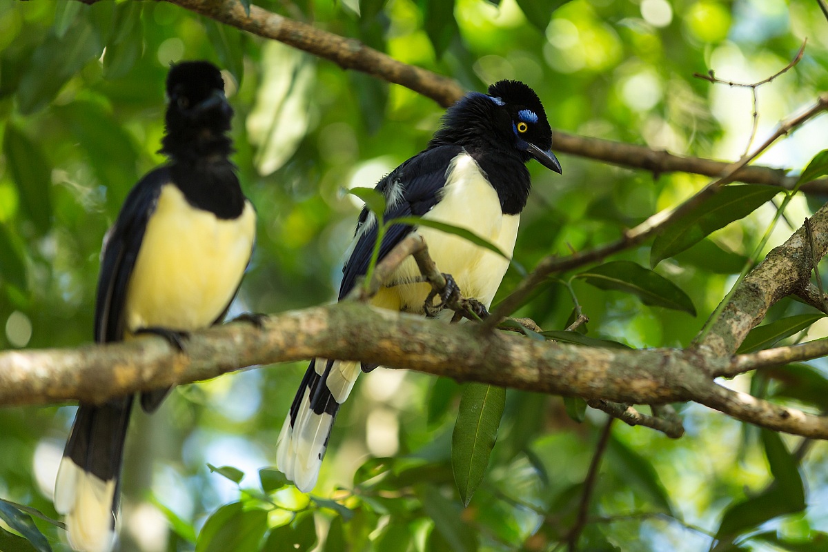 Urruaca Paraguaya, Iguazu