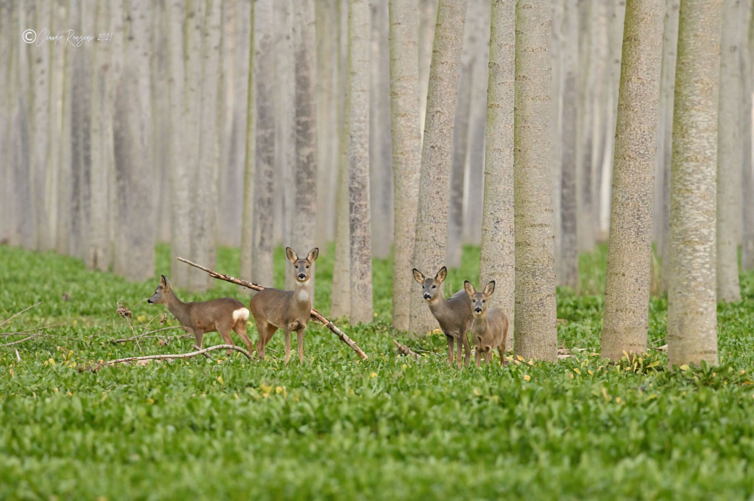 Group of young roe deer in the poplar grove