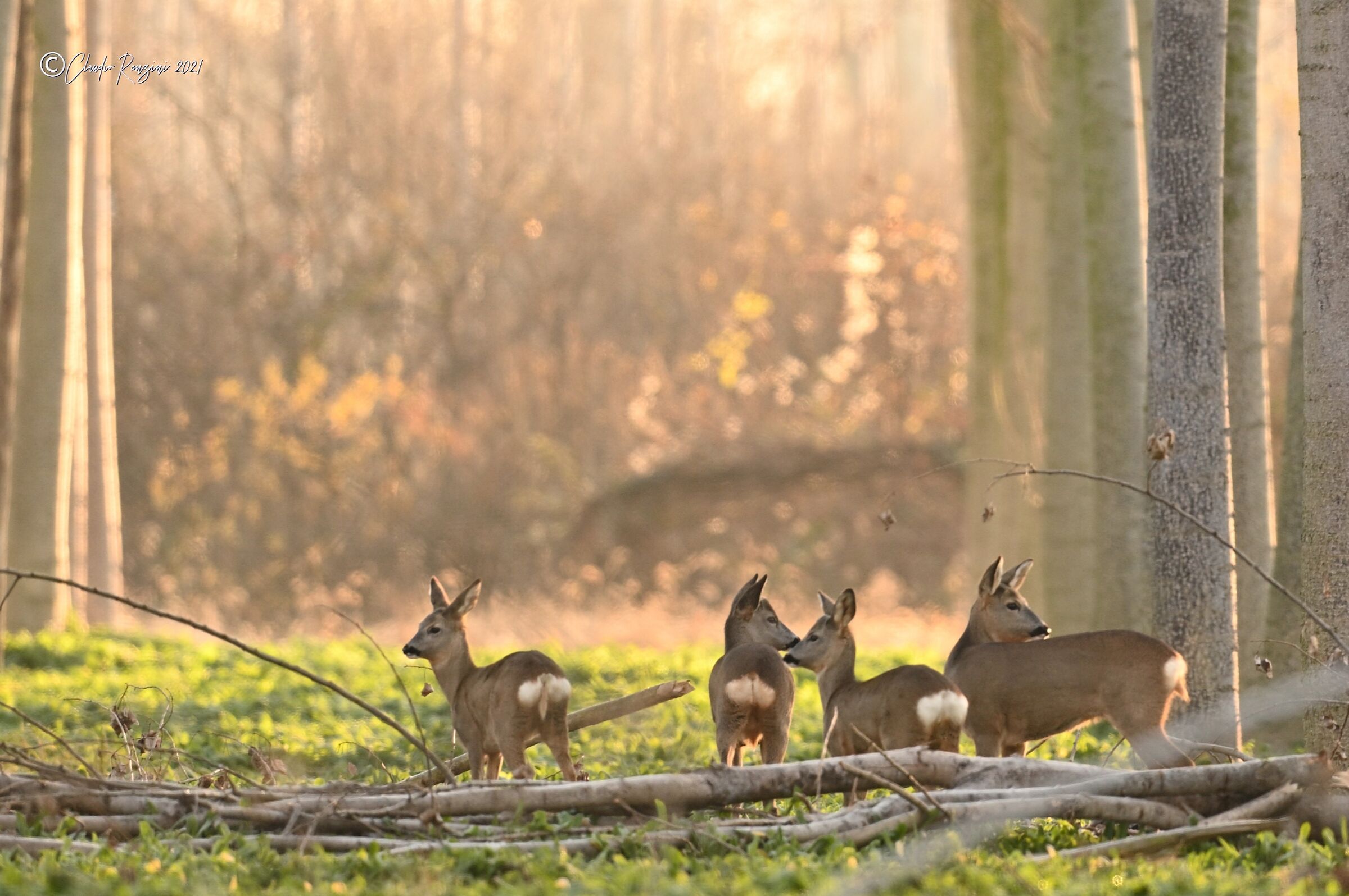 Young roe deer in poplar