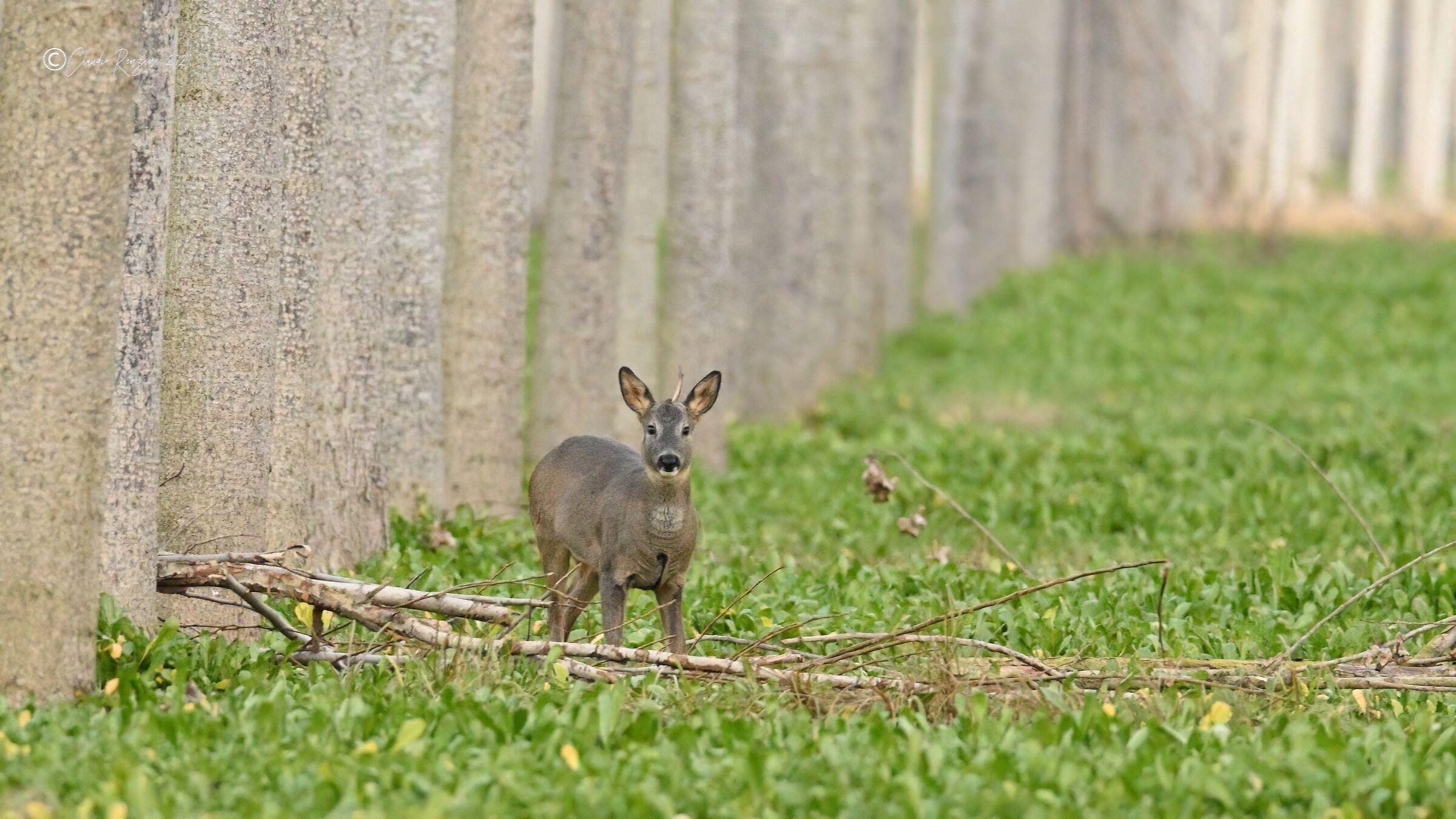 young male roe deer-unicorn