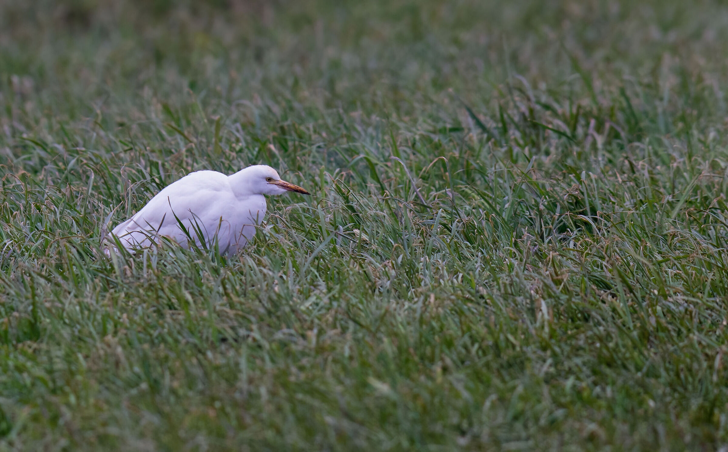 Pascolando nel verde