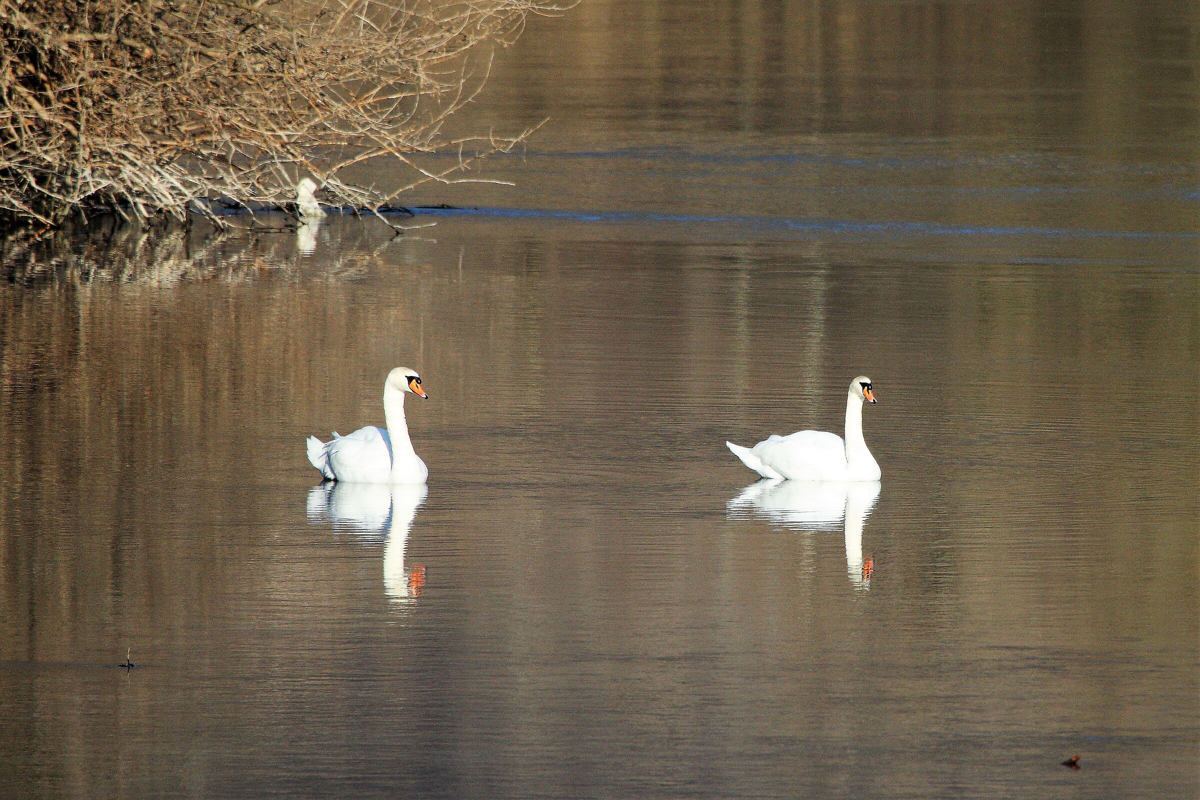 swans