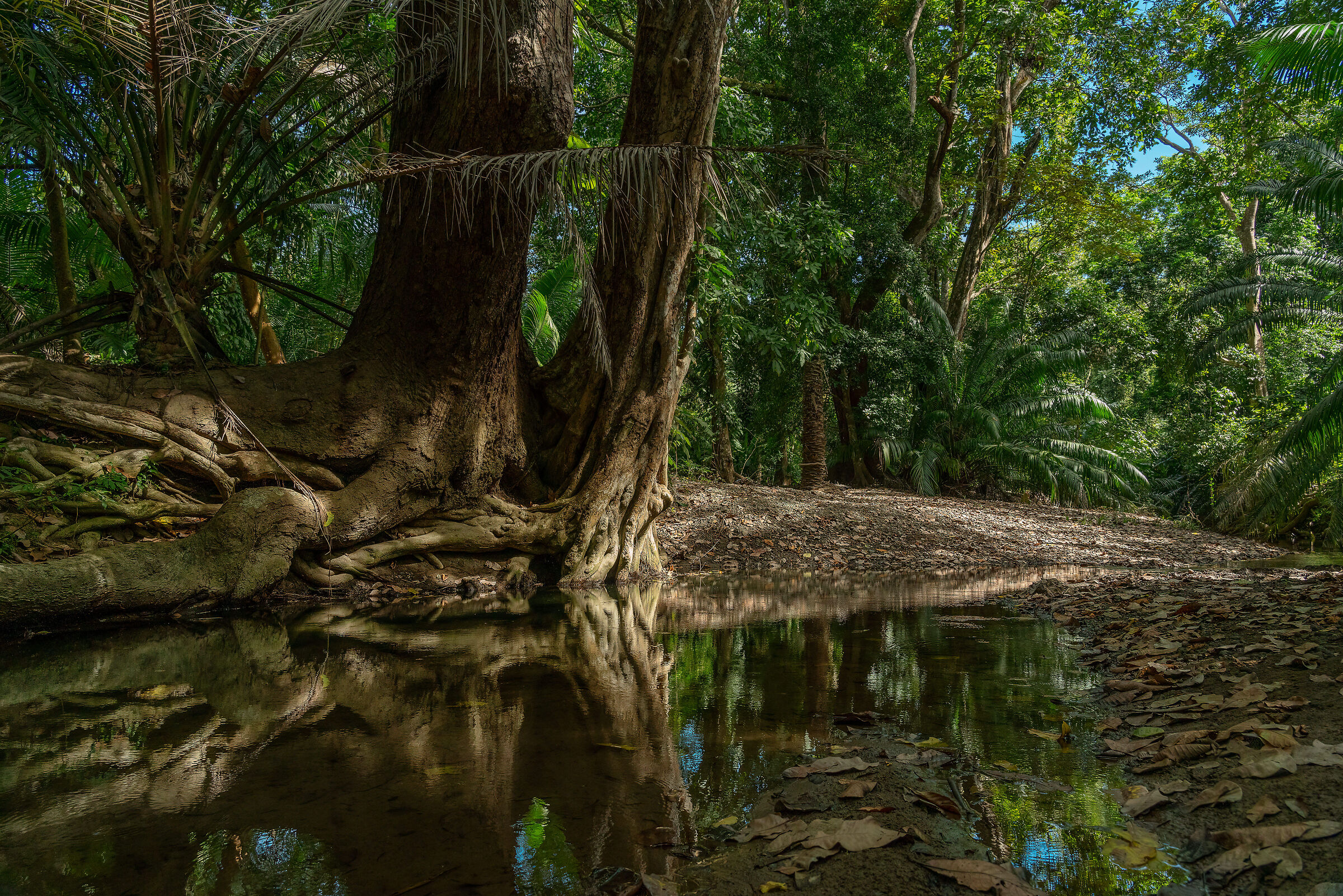 Rainforest
