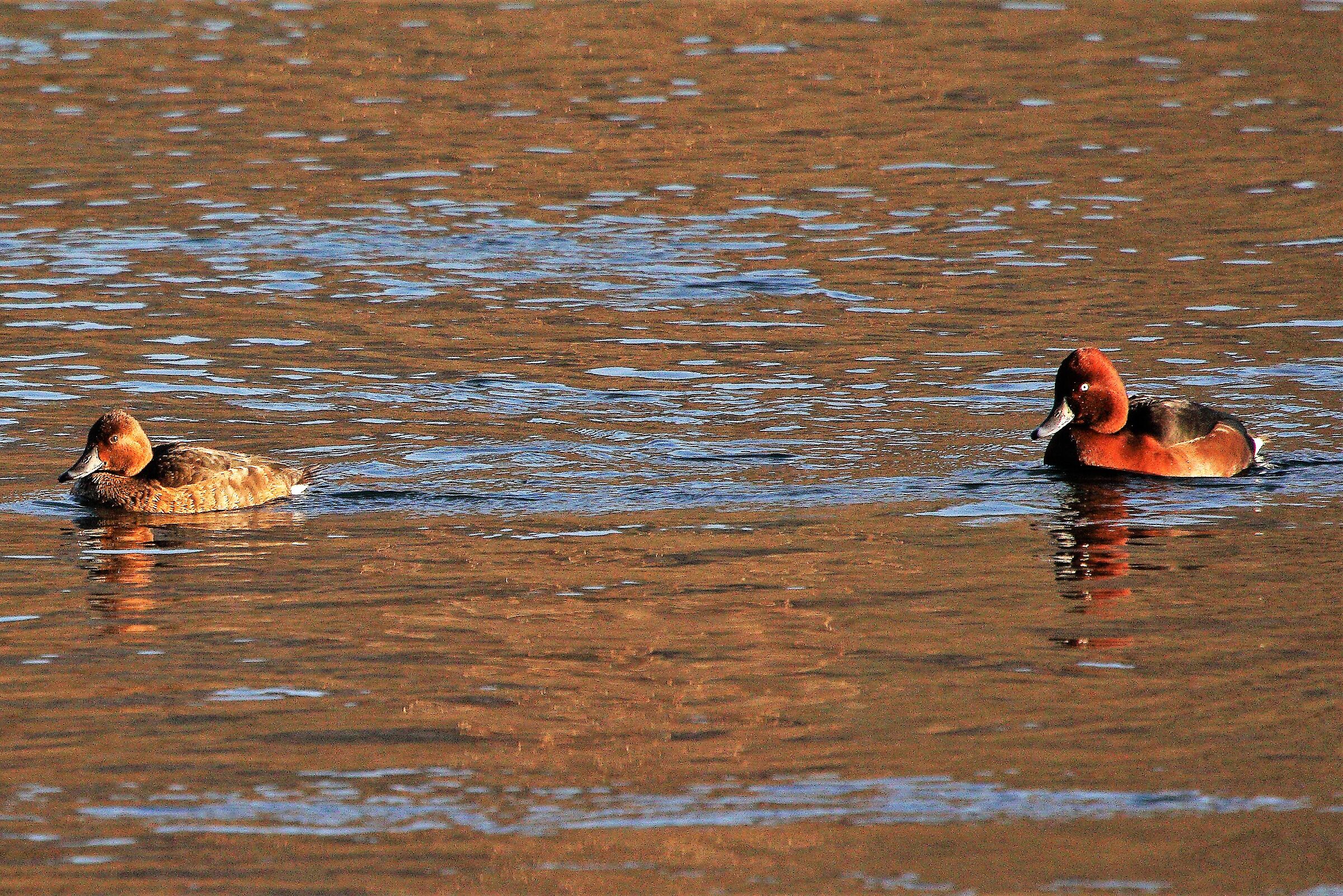 ferruginous duck