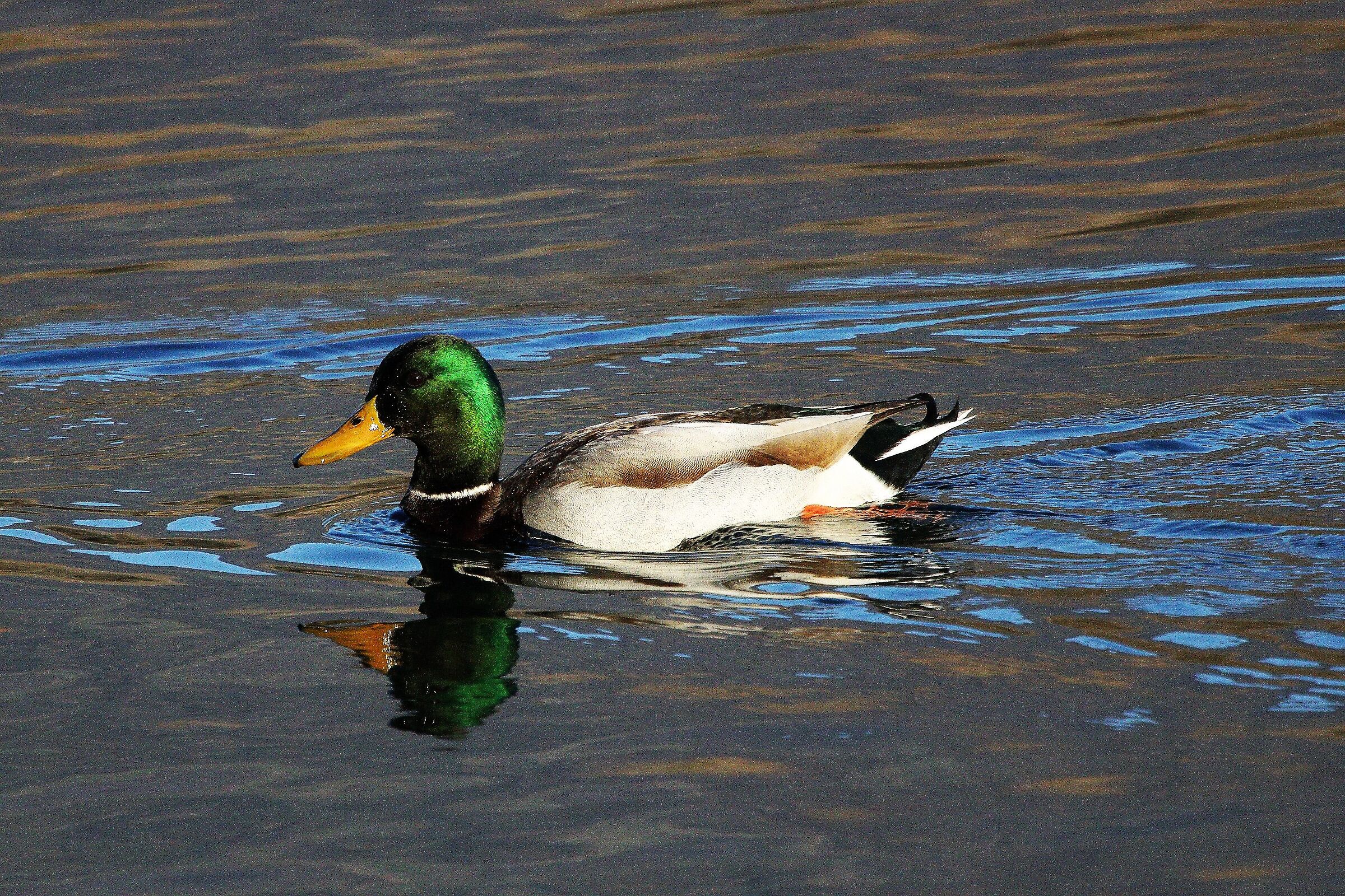 male mallard