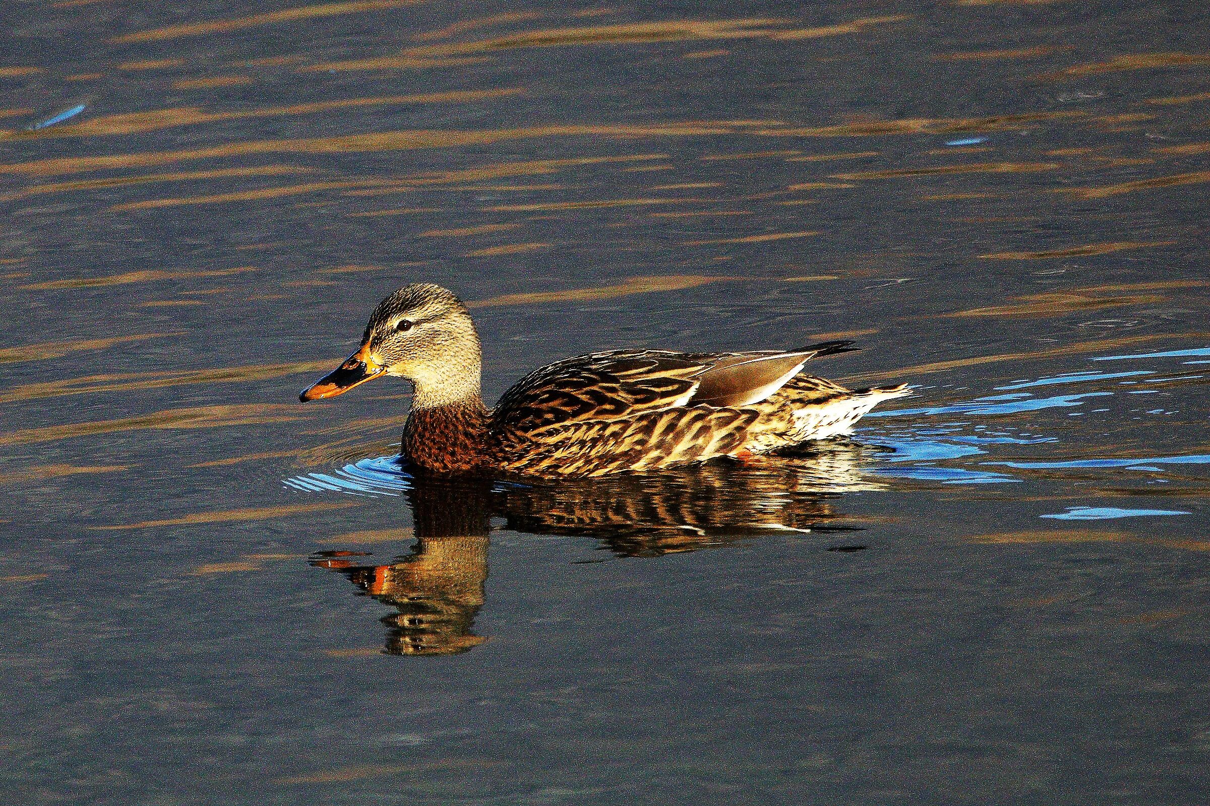 mallard female