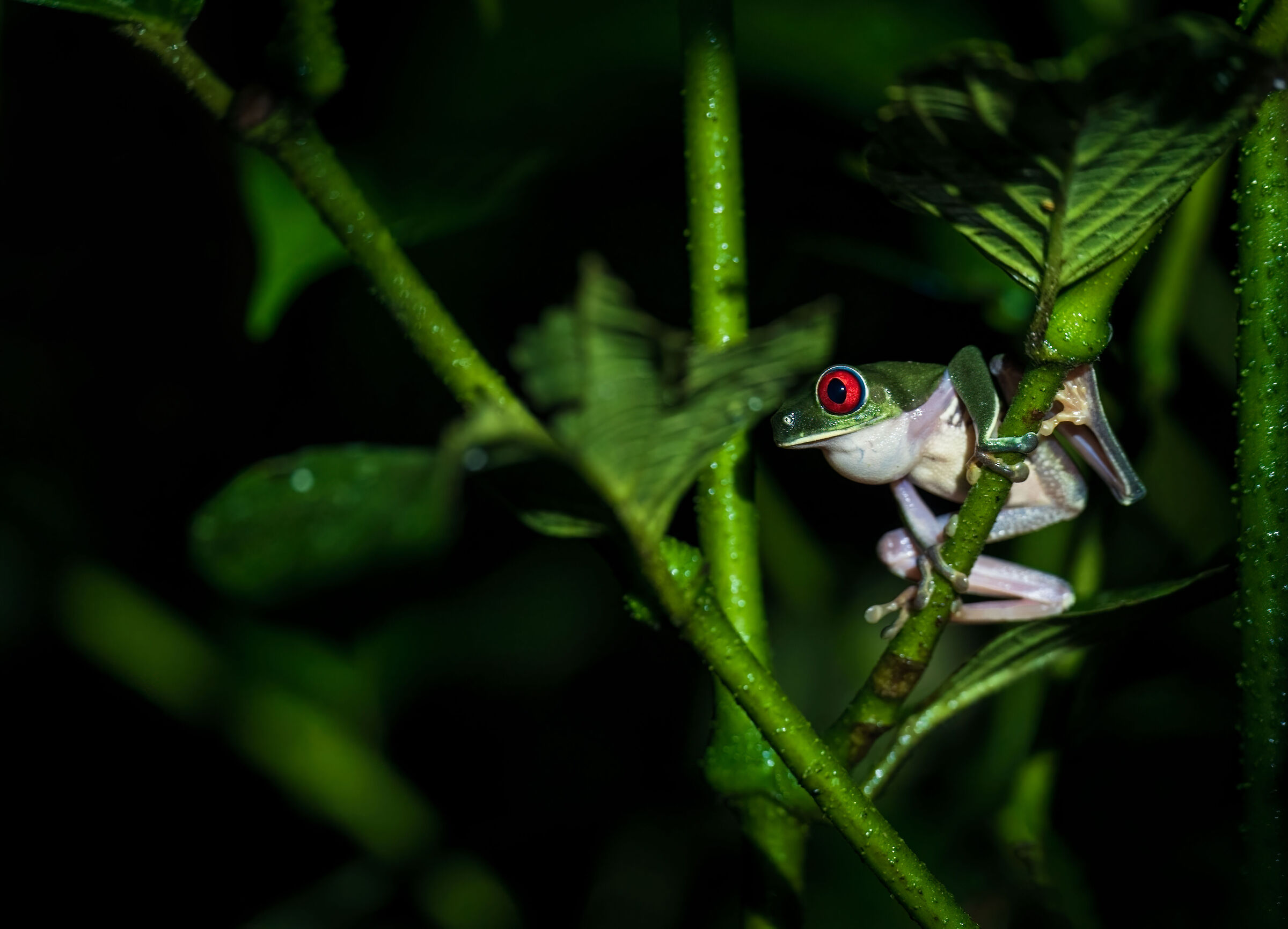 Red-eyed leaf frog