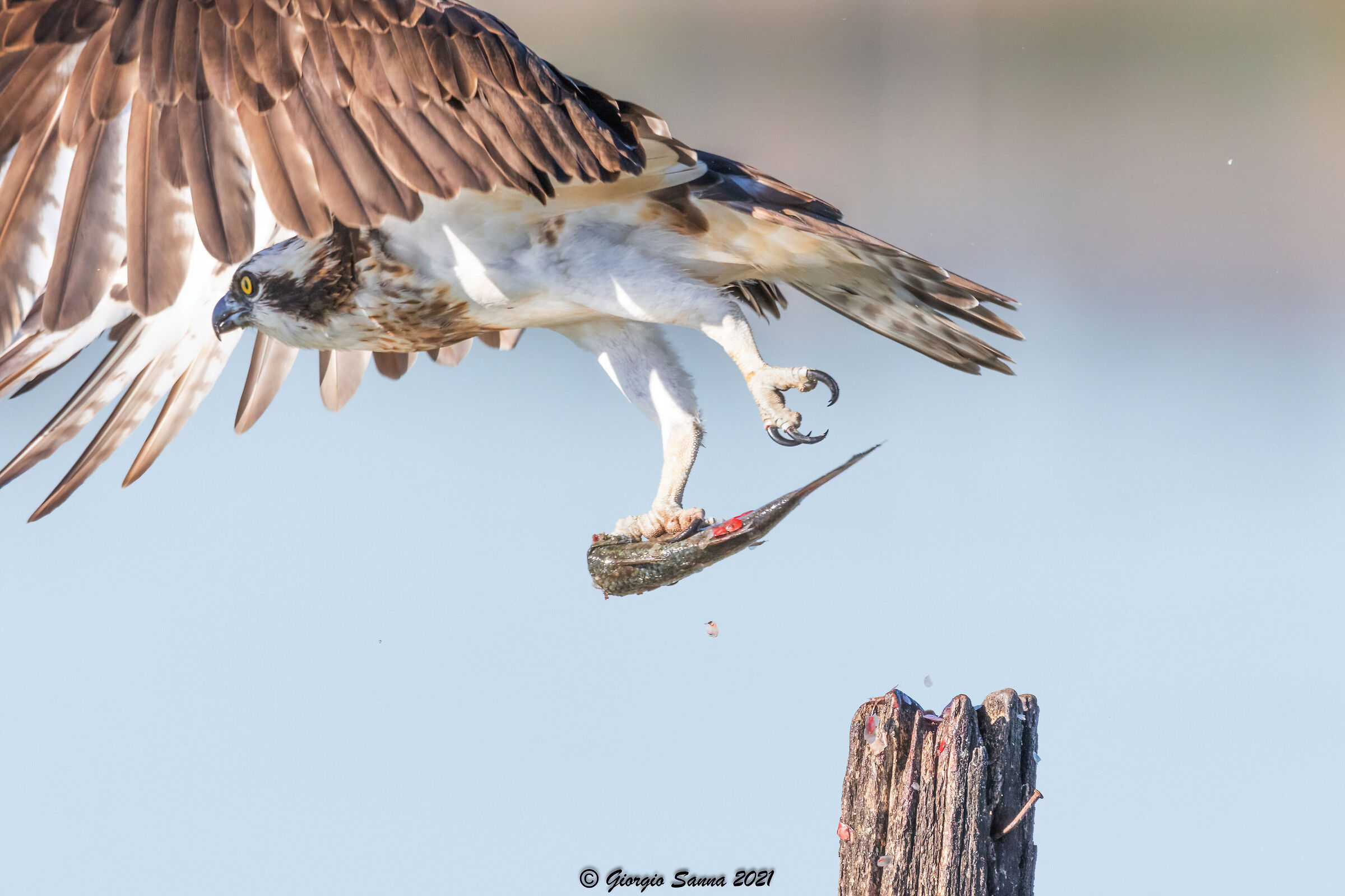 Osprey