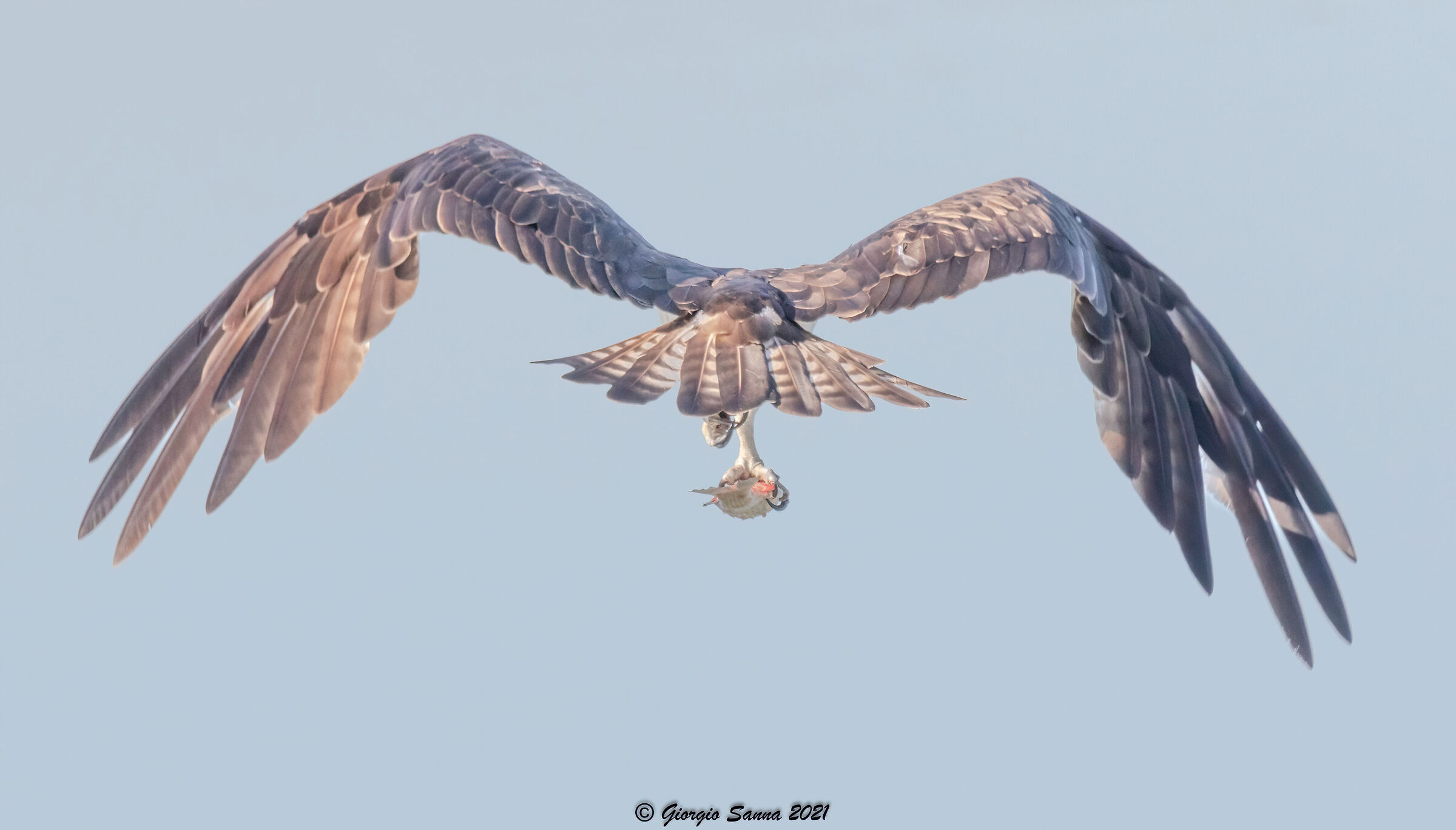 Osprey