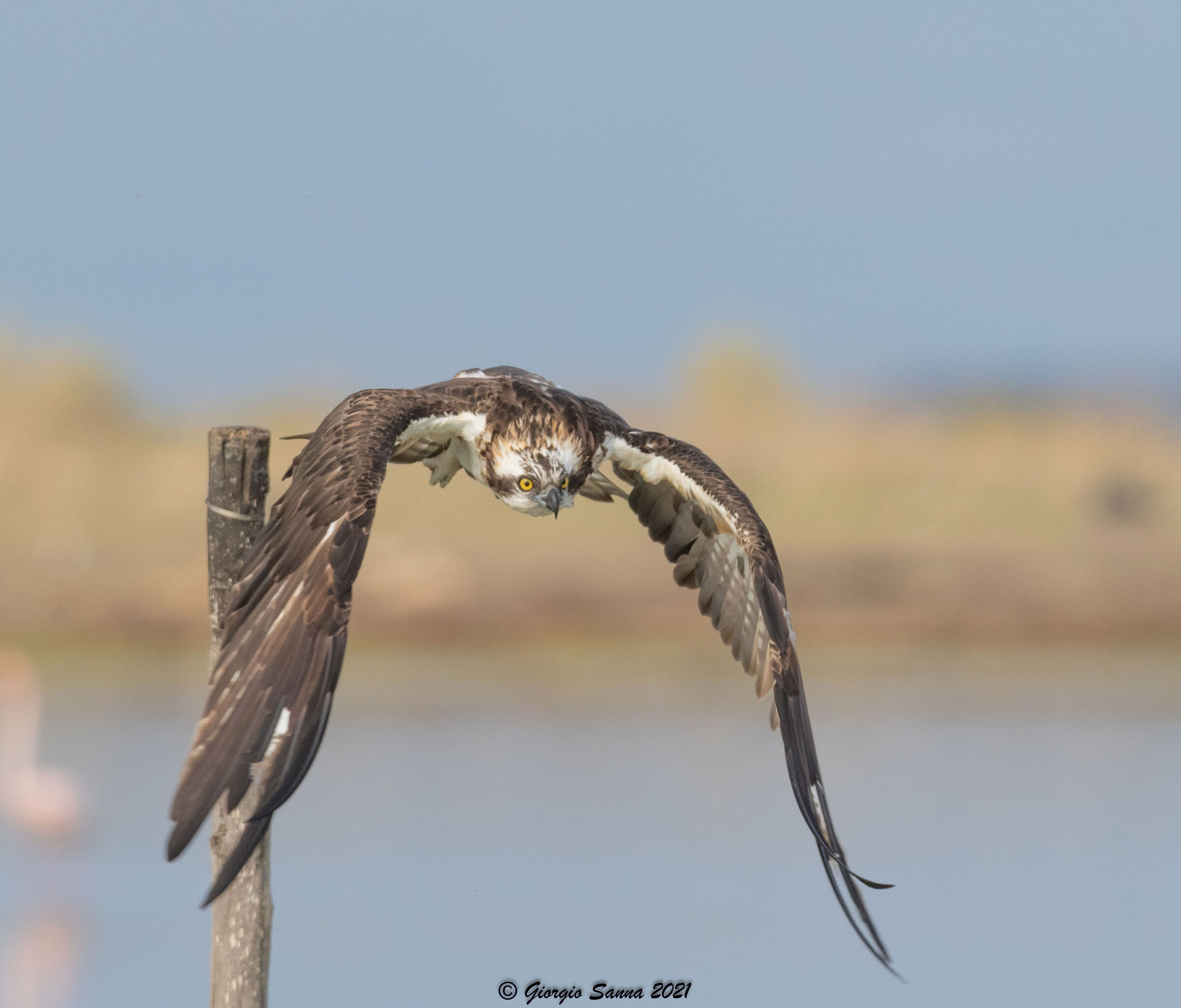 Osprey