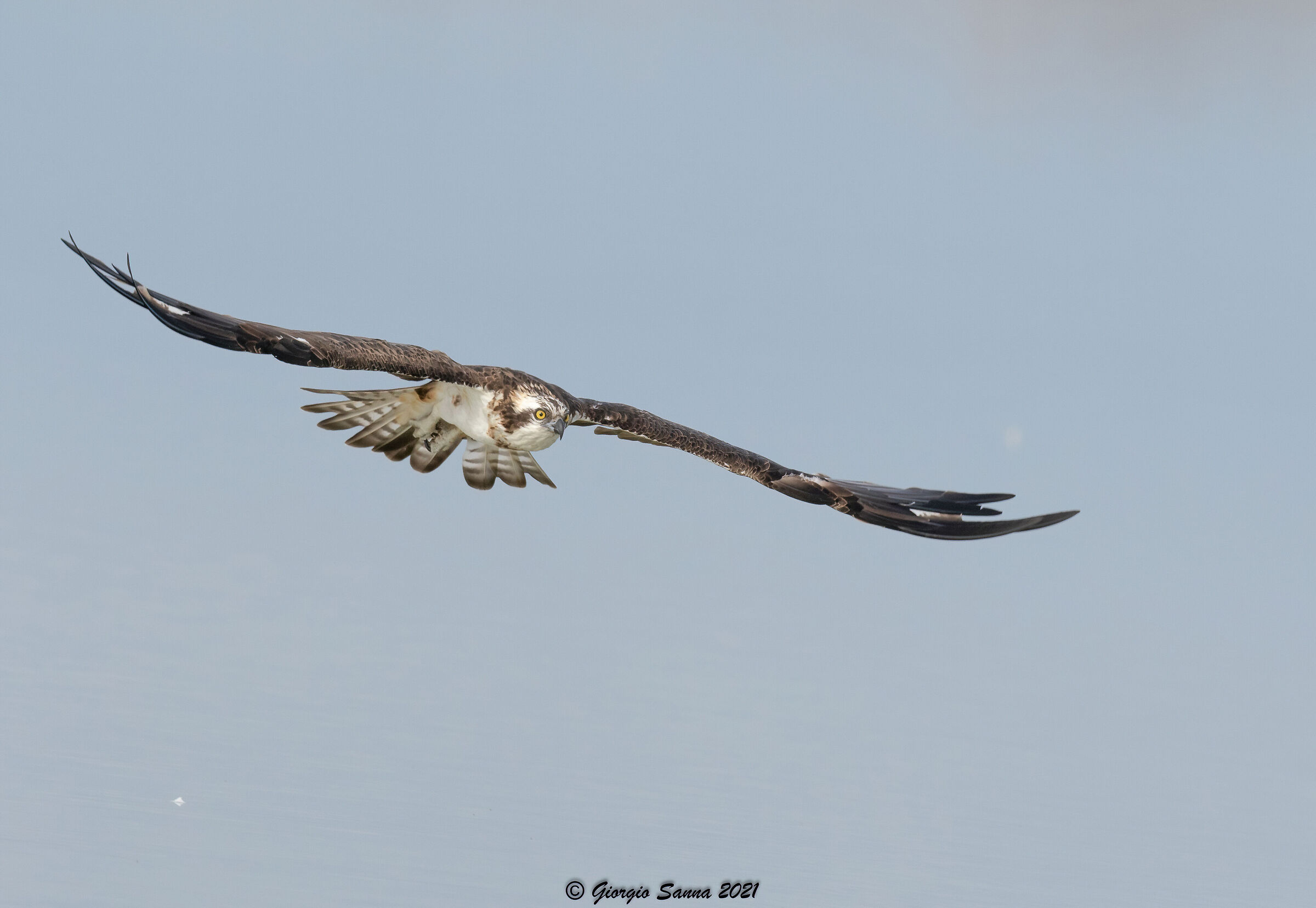 Osprey