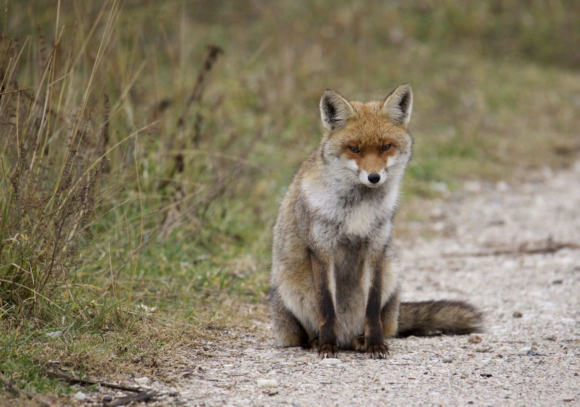 Fox