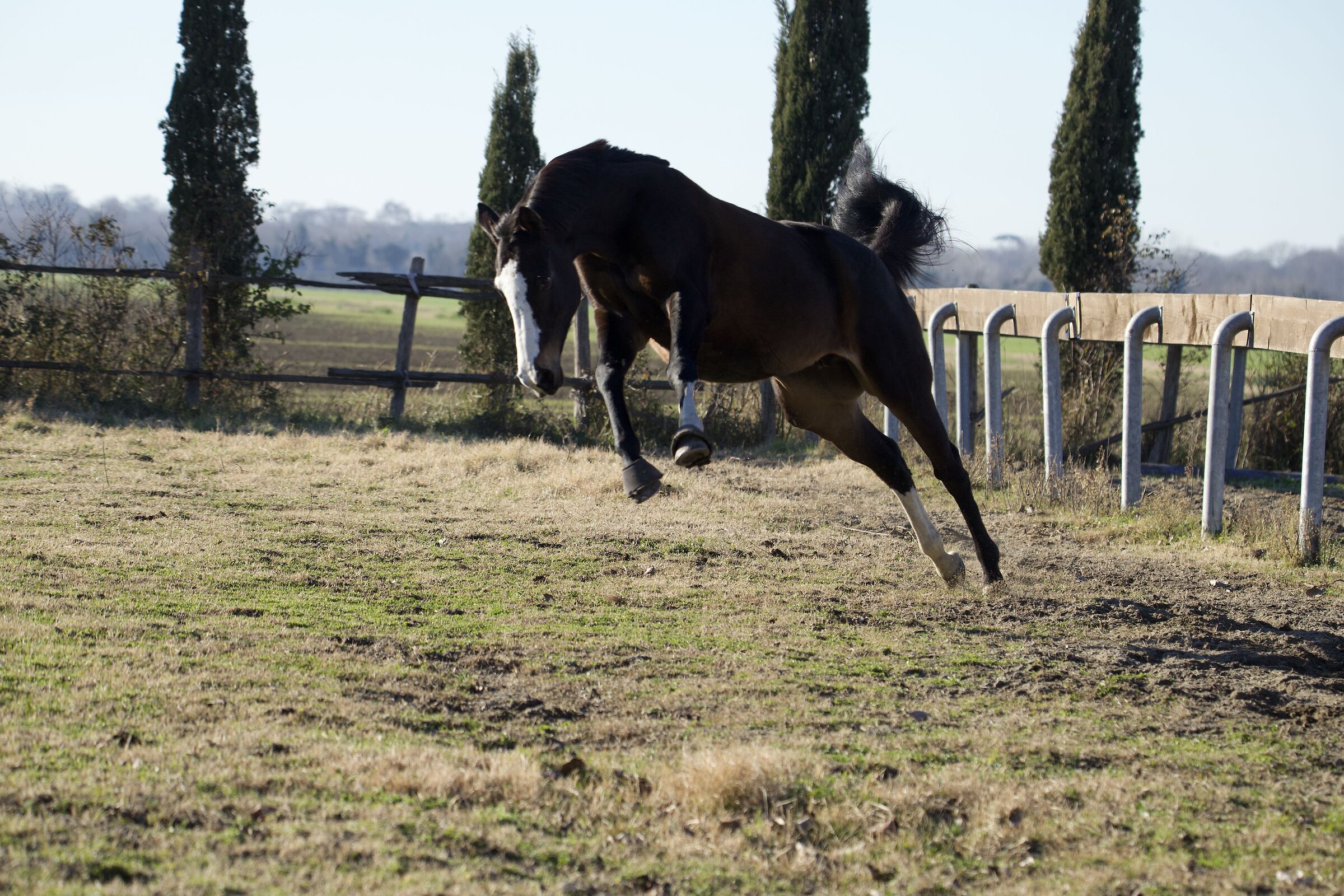 The charm and strength of the horse!