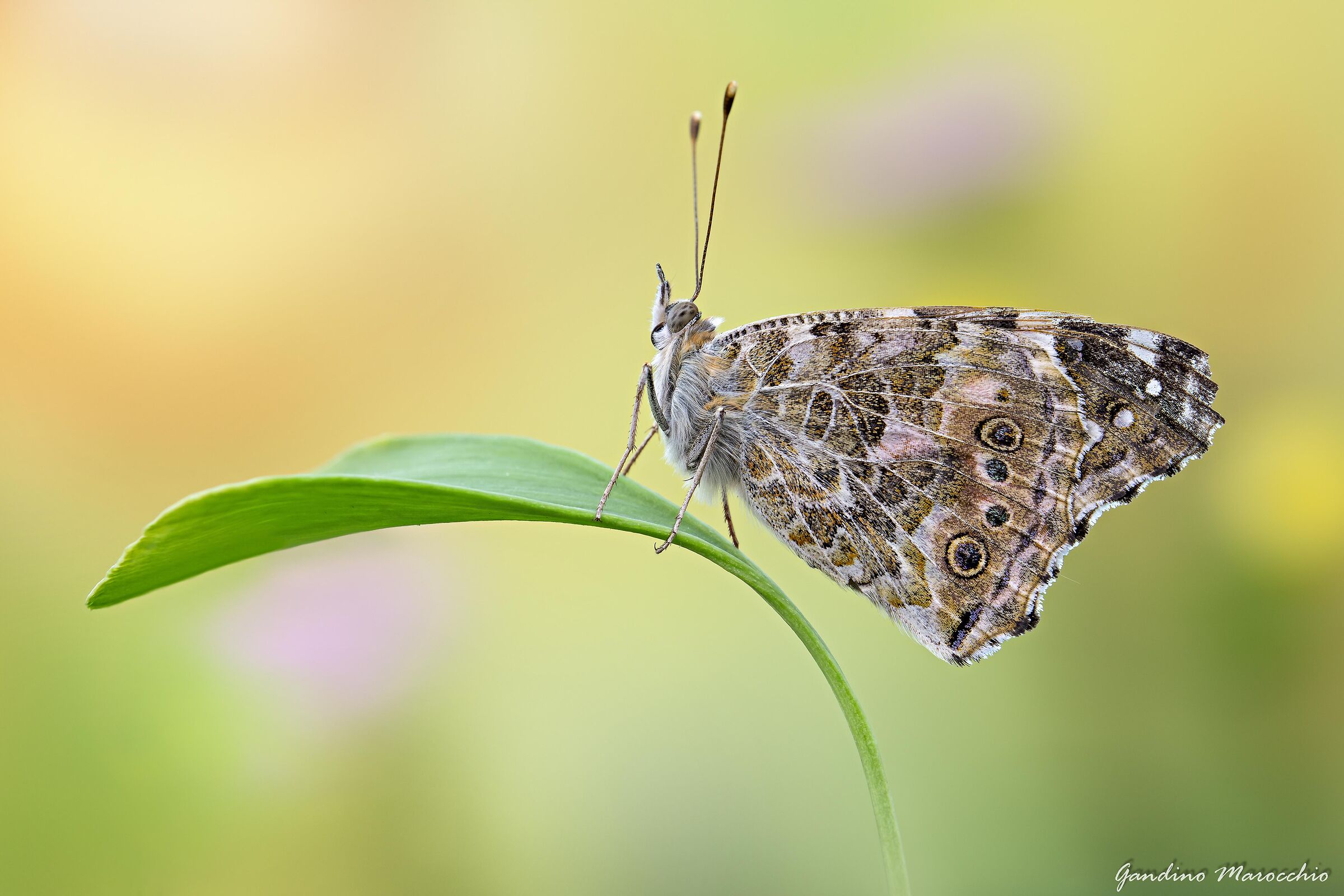 Vanessa cardui (Linnaeus 1758)