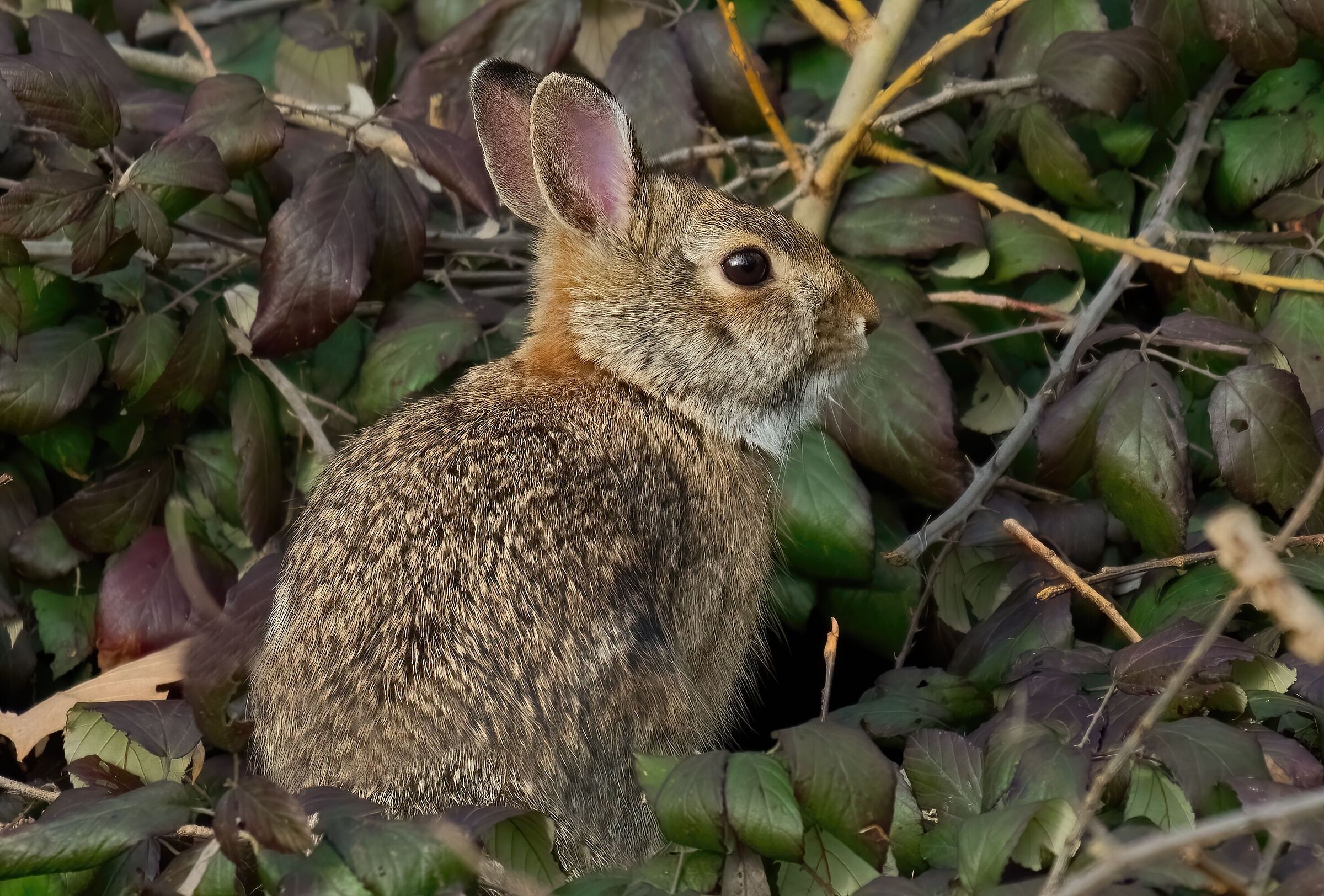 Coniglietto selvatico