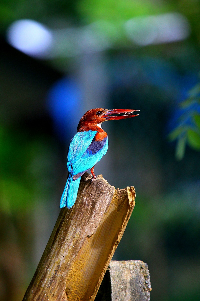 Bianco-throated Kingfisher