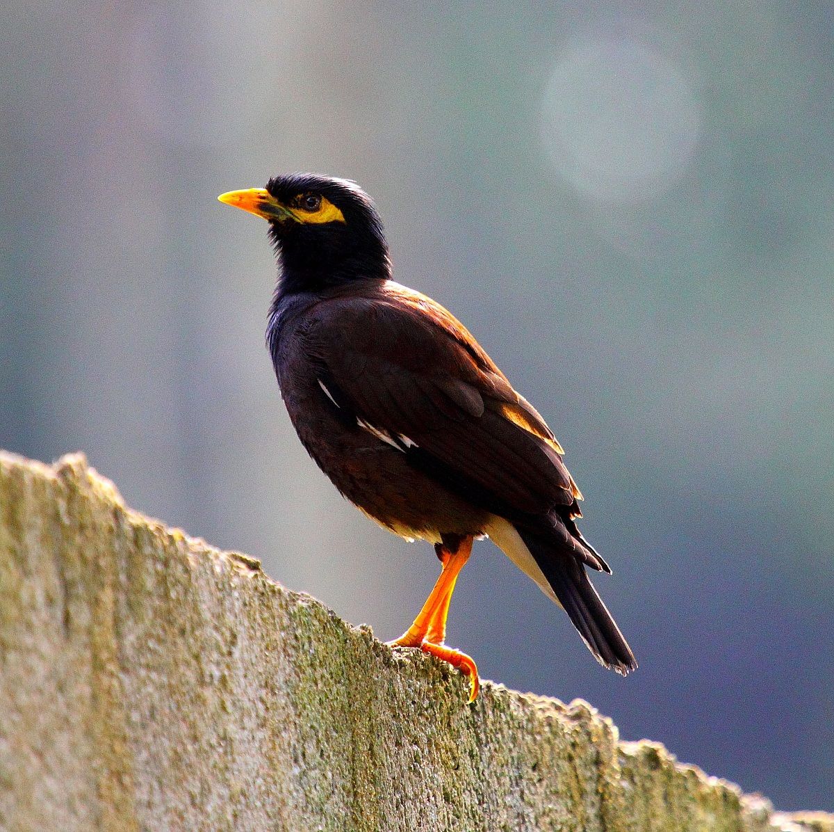 Comune Mynah
