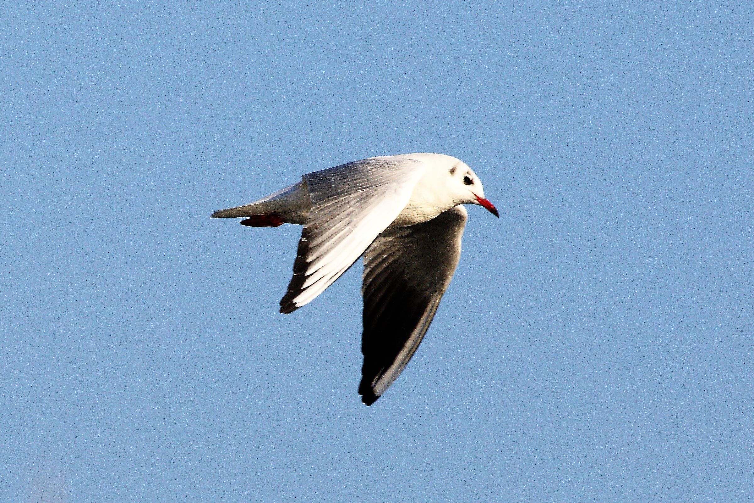 land gull