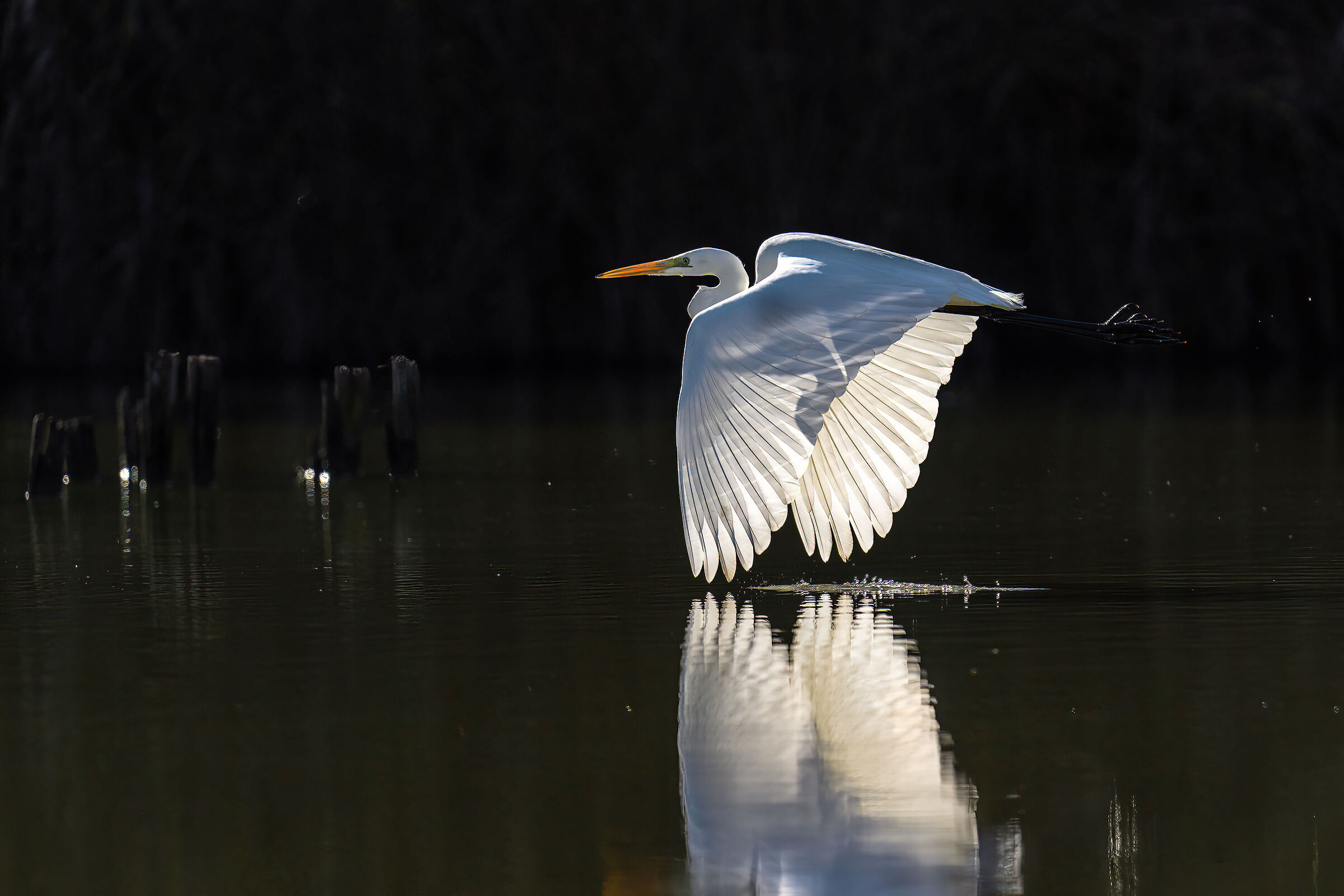 Airone bianco maggiore all'alba