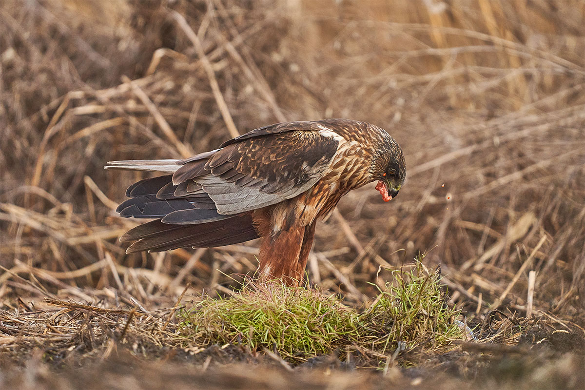 Il falco di palude occidentale (Circus aeruginosus)
