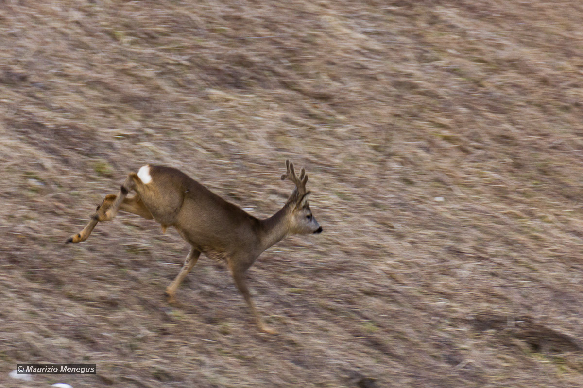 Capriolo in panning 2