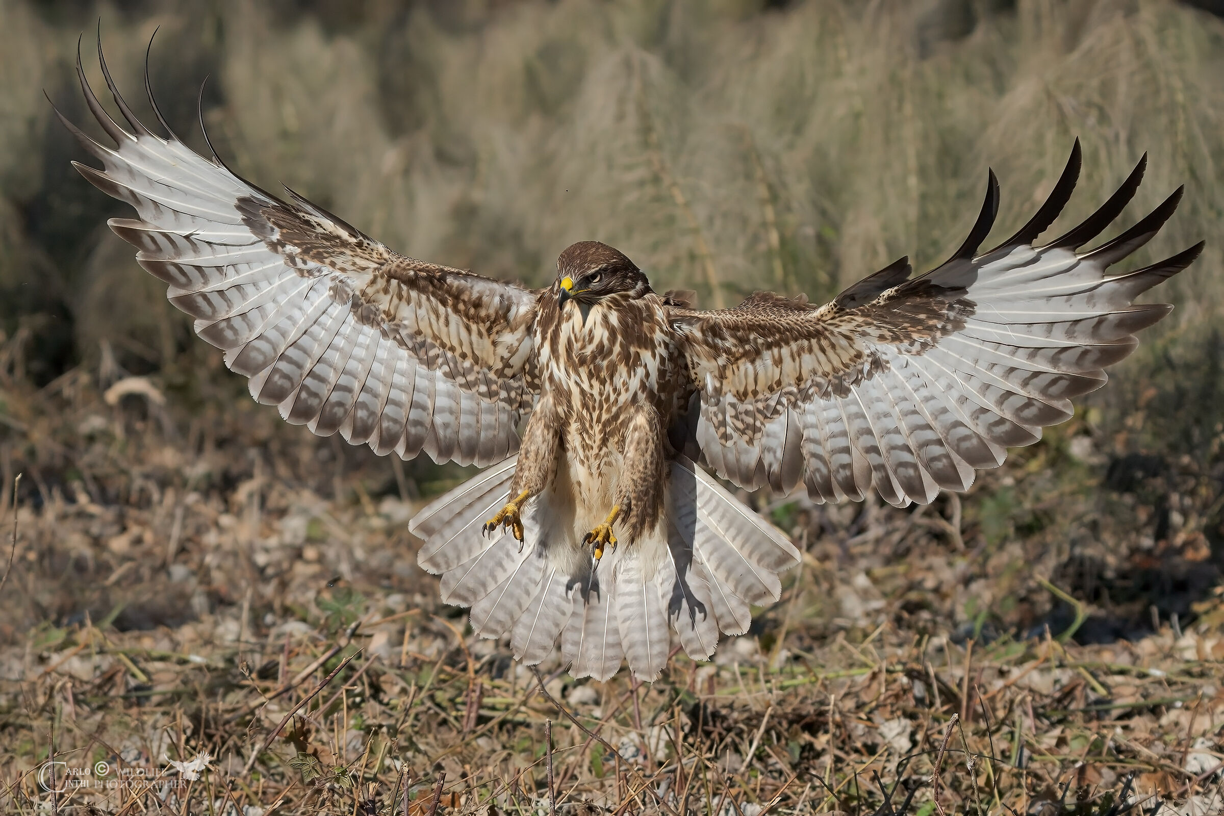 Buzzard