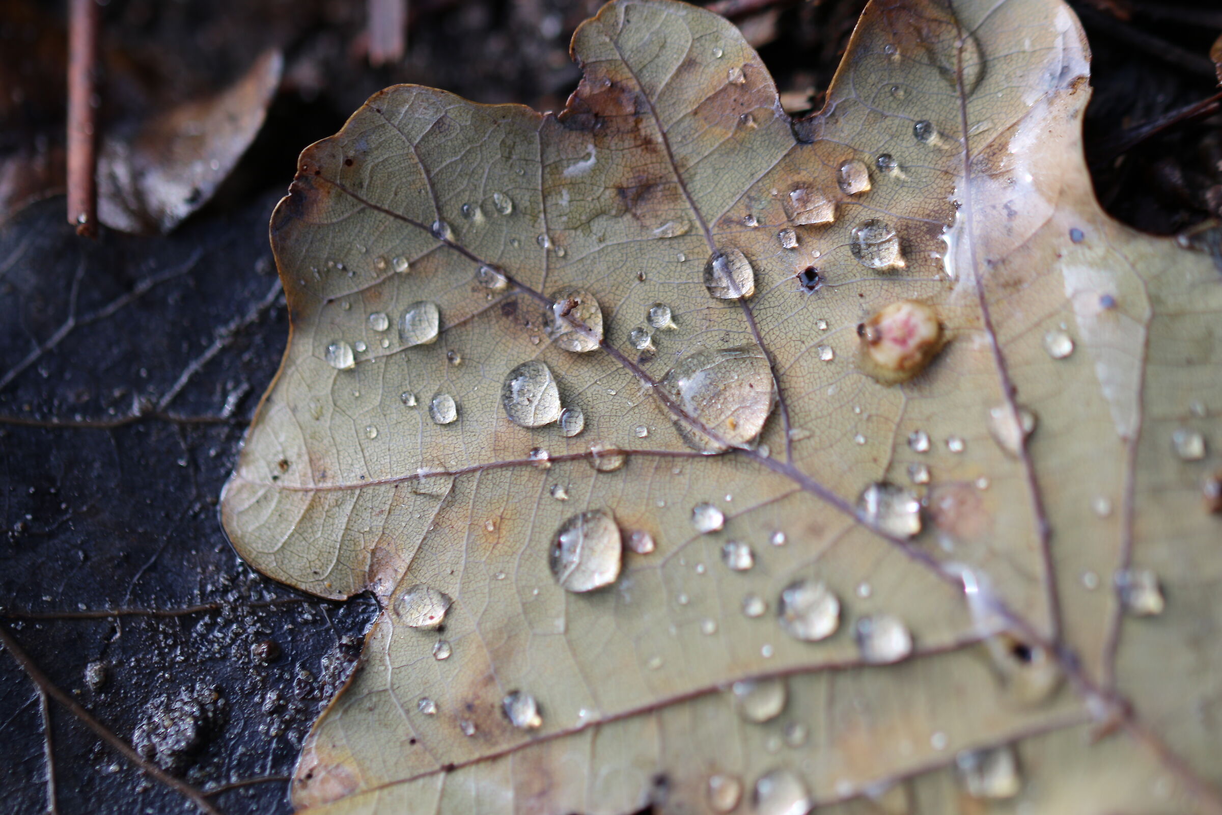 Leaf