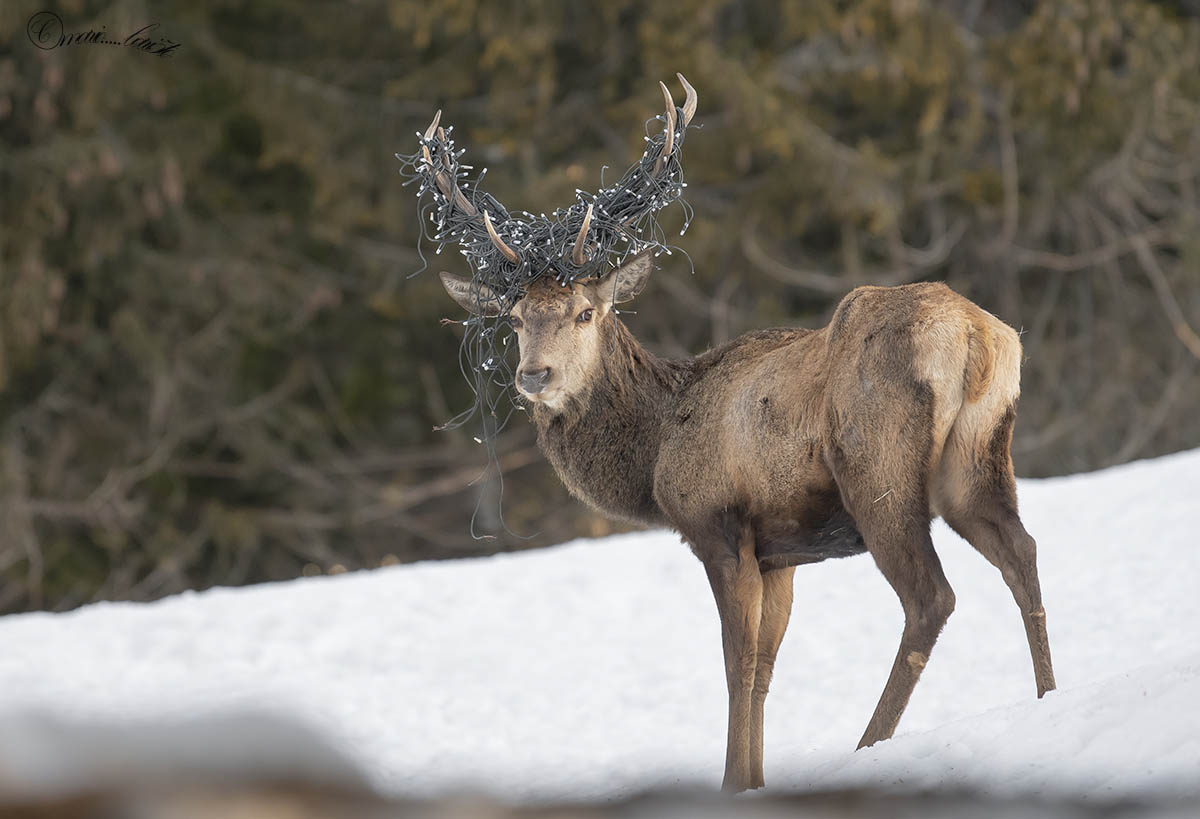 cervo natalizzio