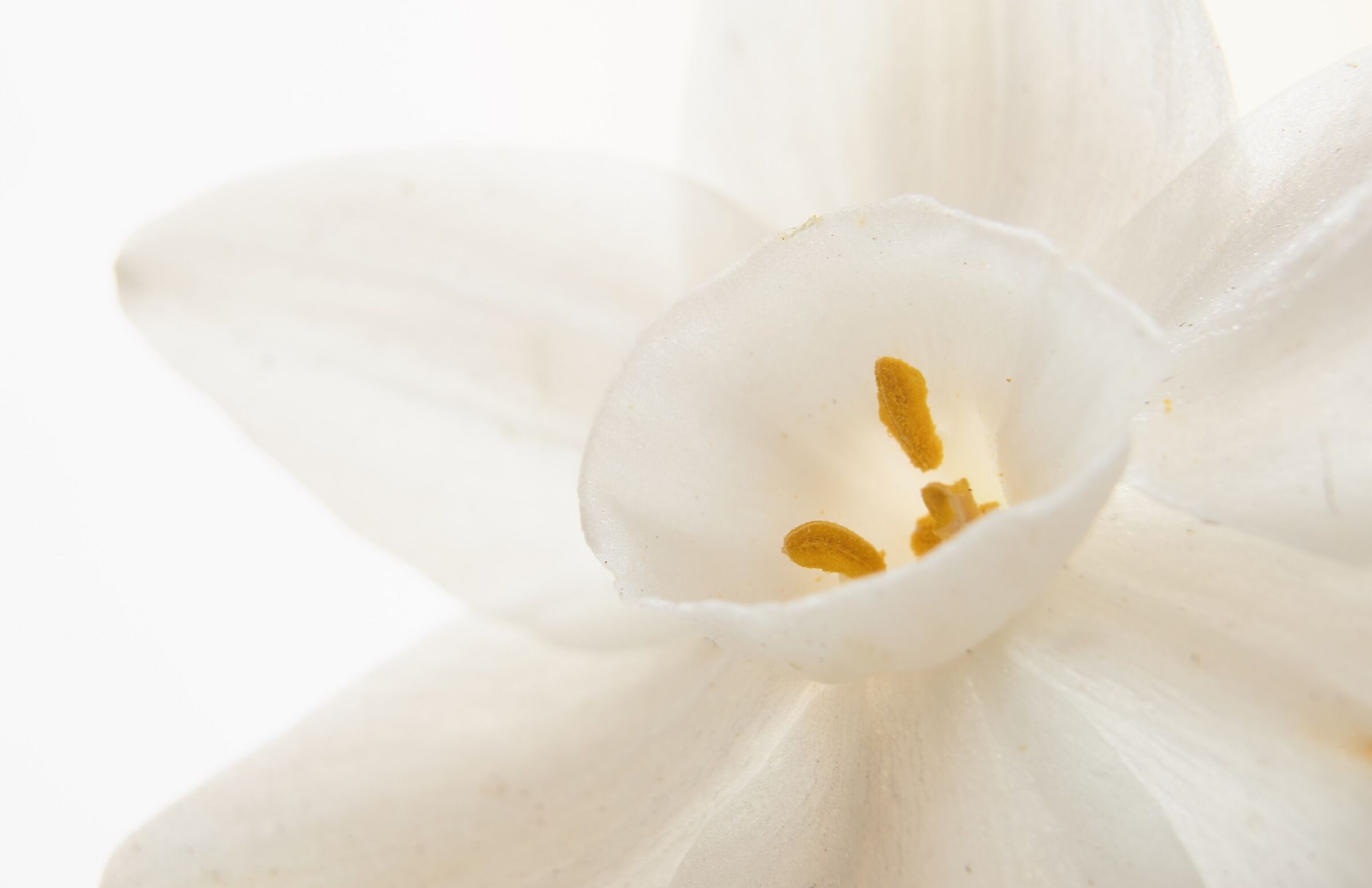 The Christmas narcissus