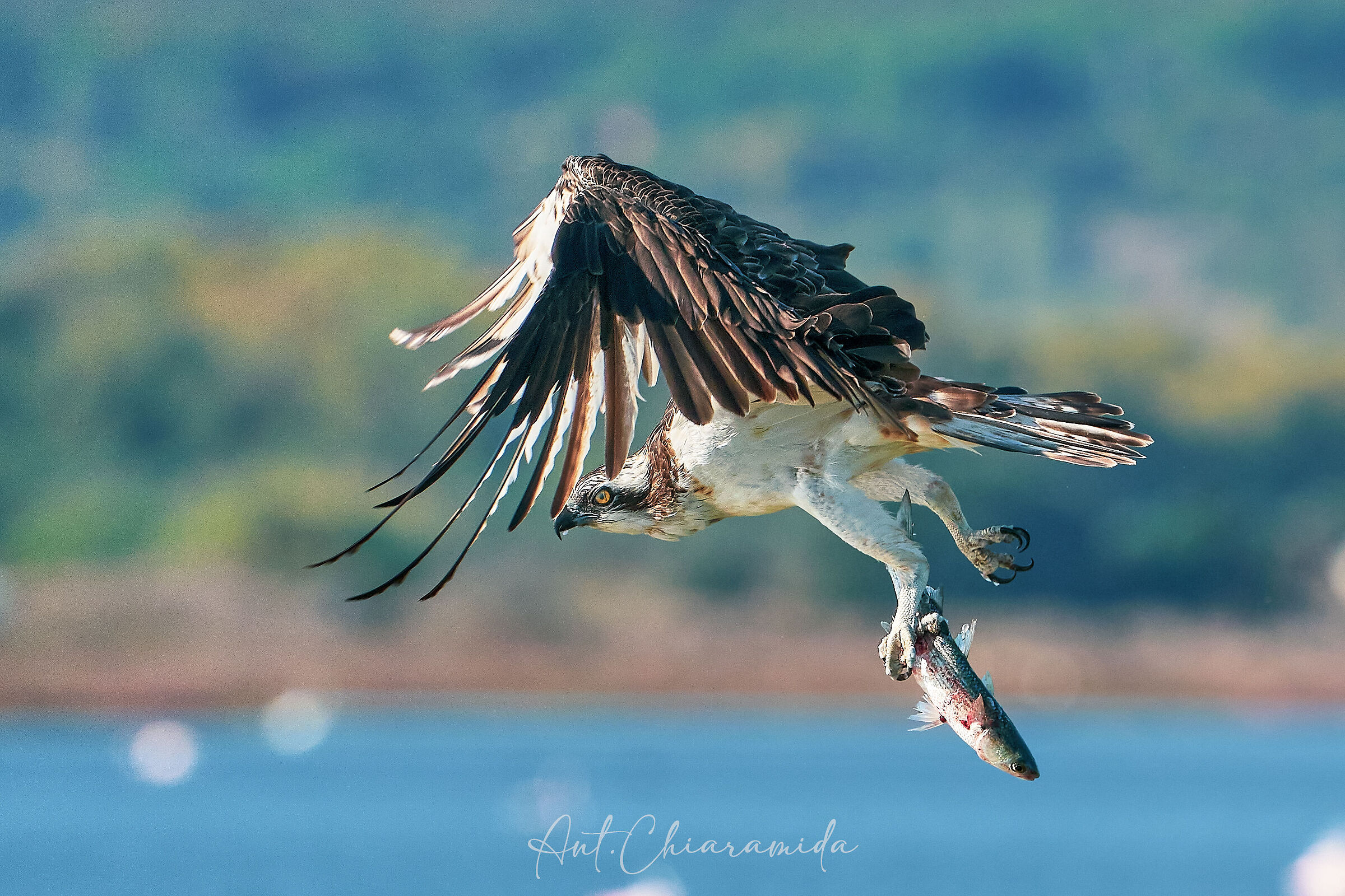 Falco Pescatore