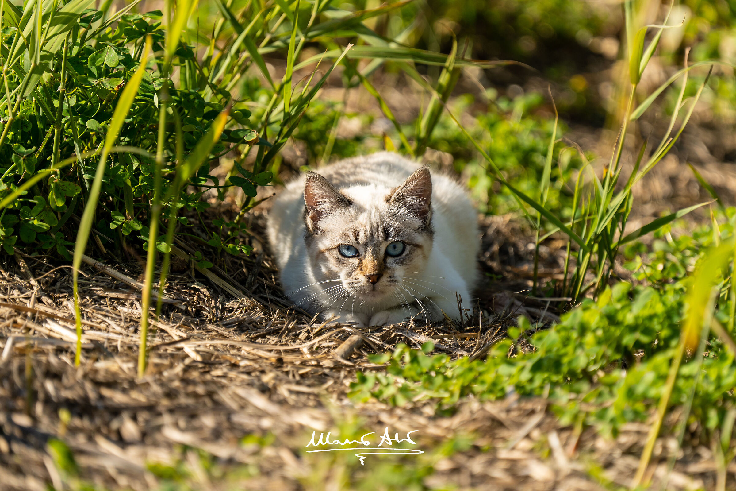 Gatto