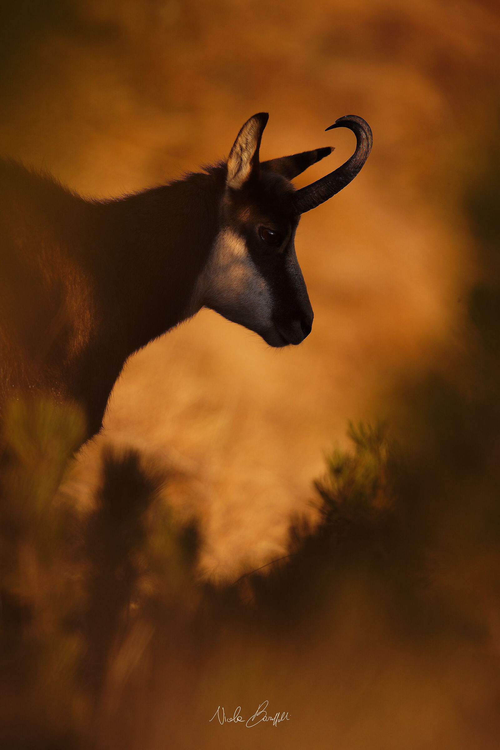 Il camoscio e la primissima luce