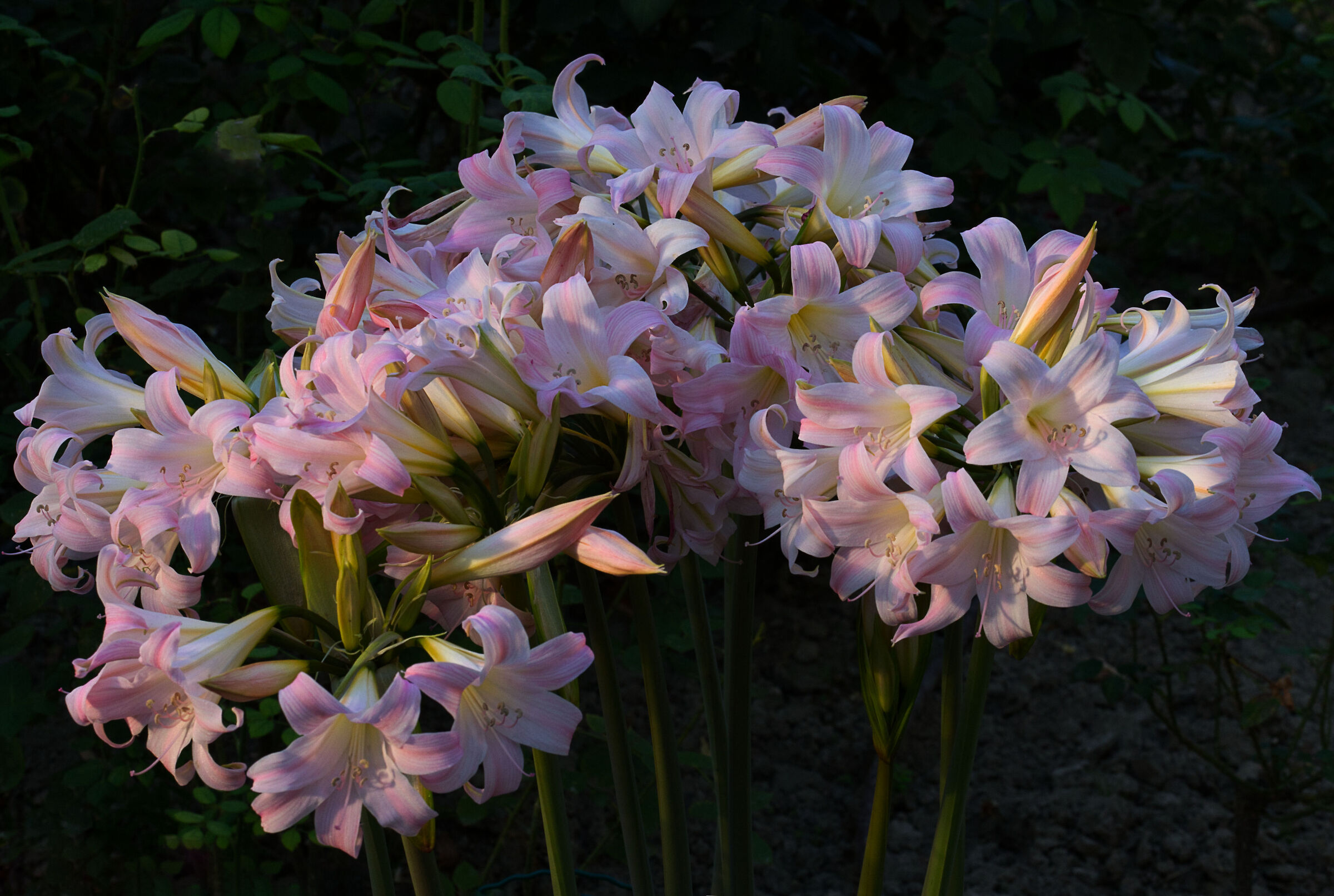 Amaryllis Symphony