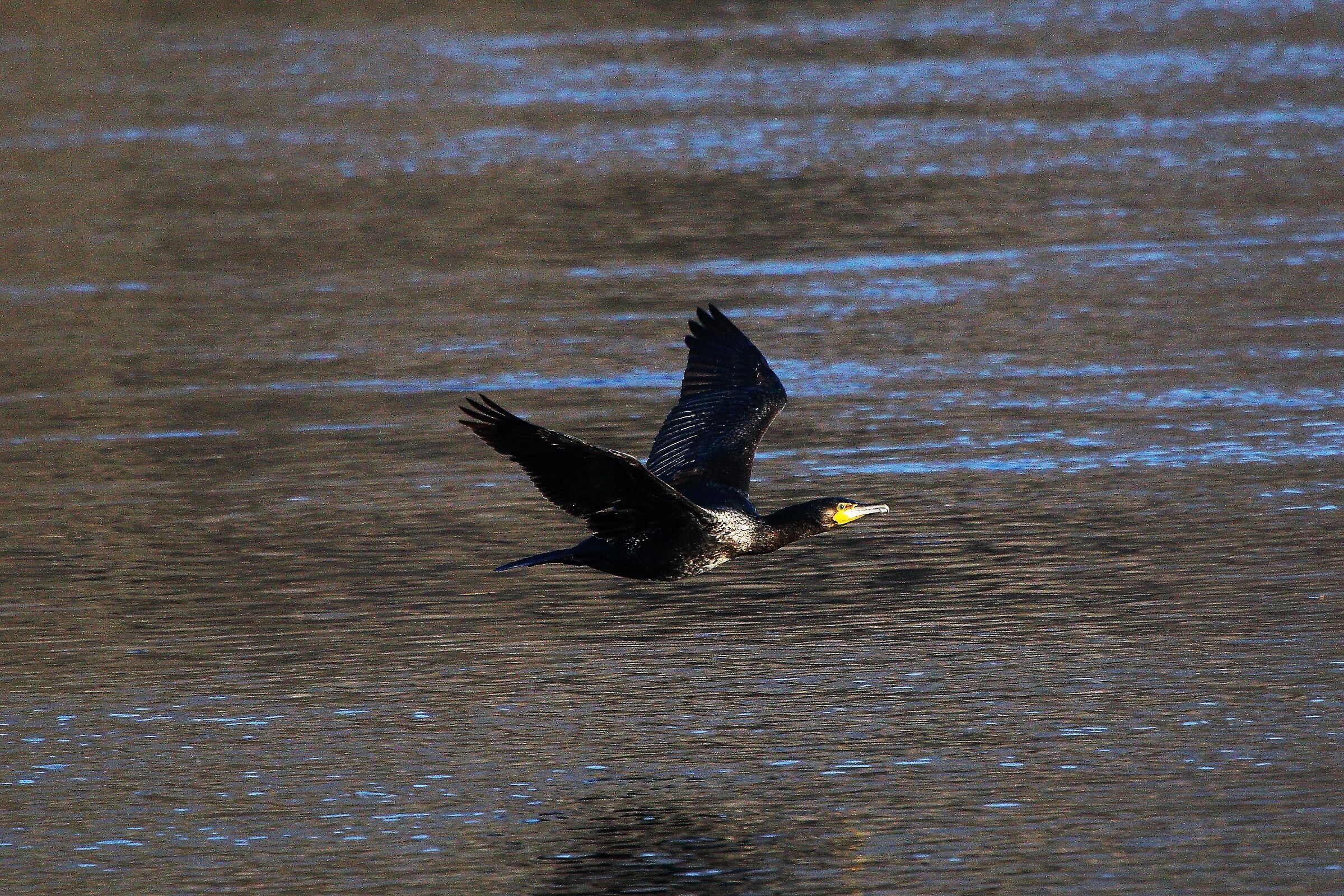 Cormorant