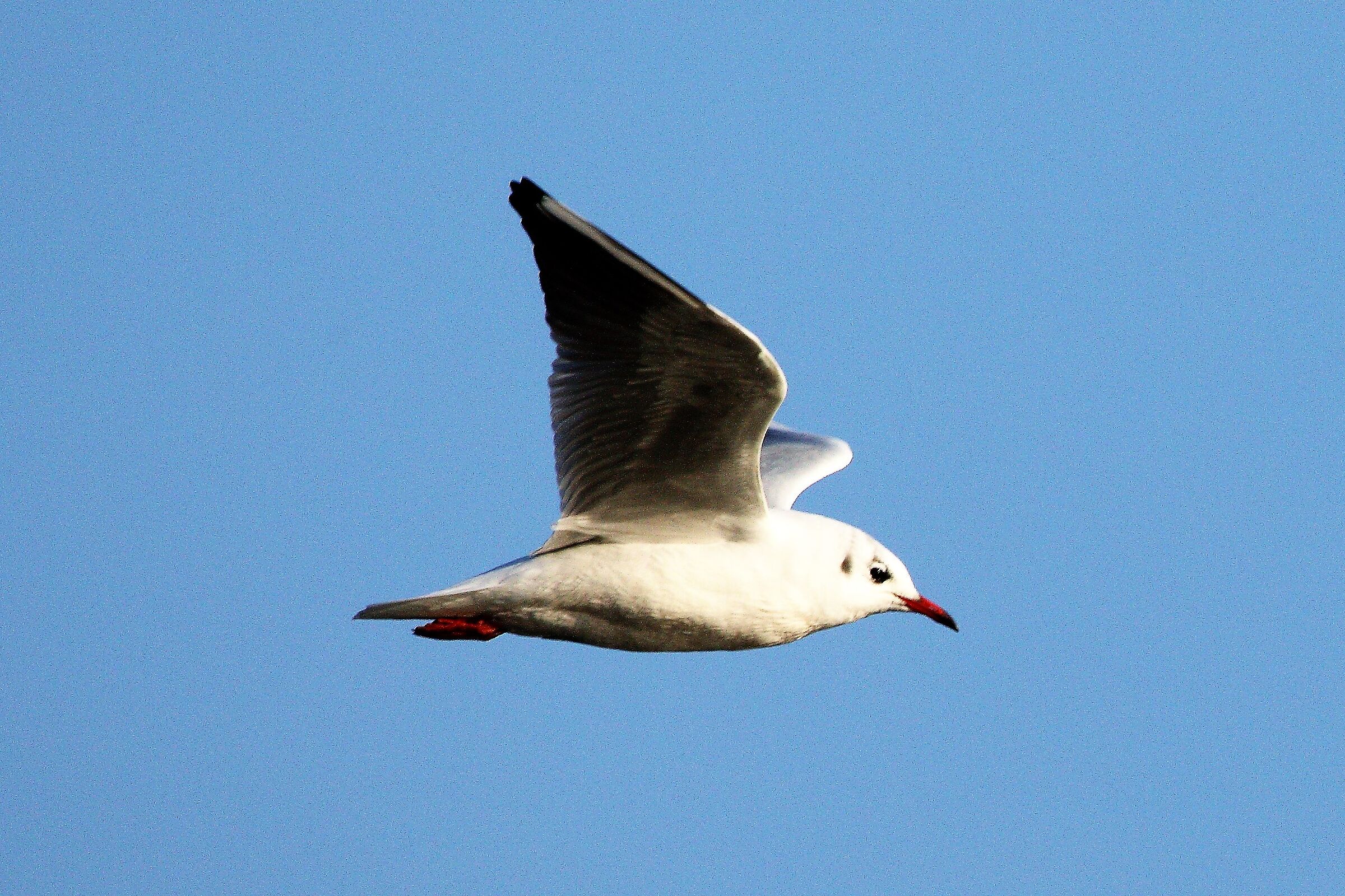 Land gull