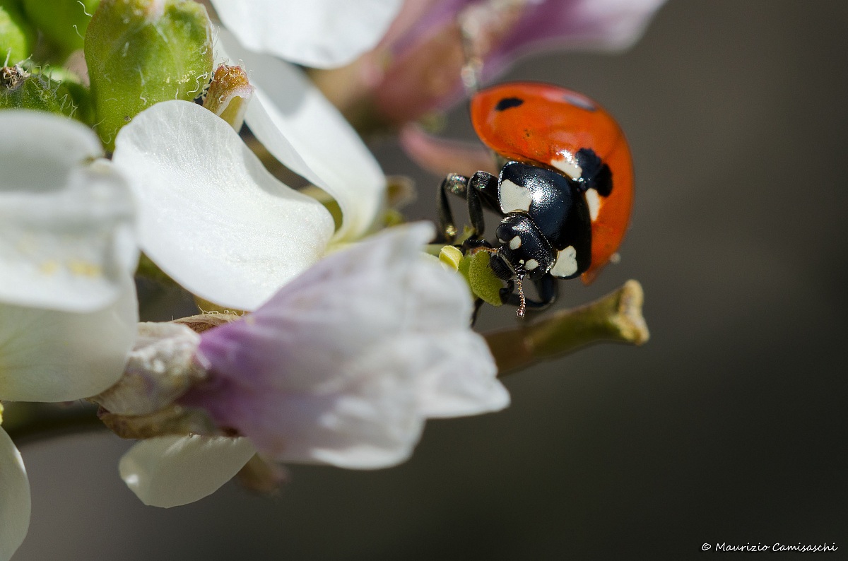 Coccinella septempunctata