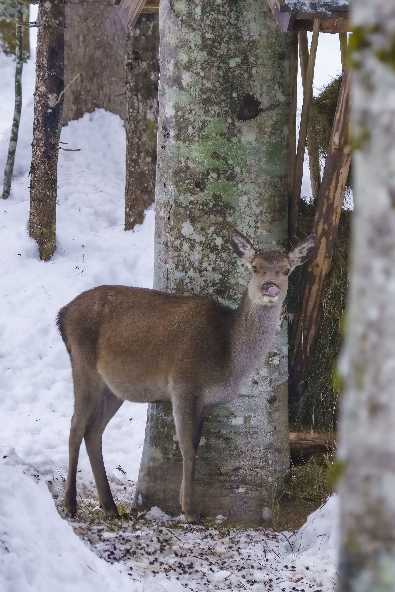 Cerva natalizia , si lecca anche lei i baffi dopo la sc