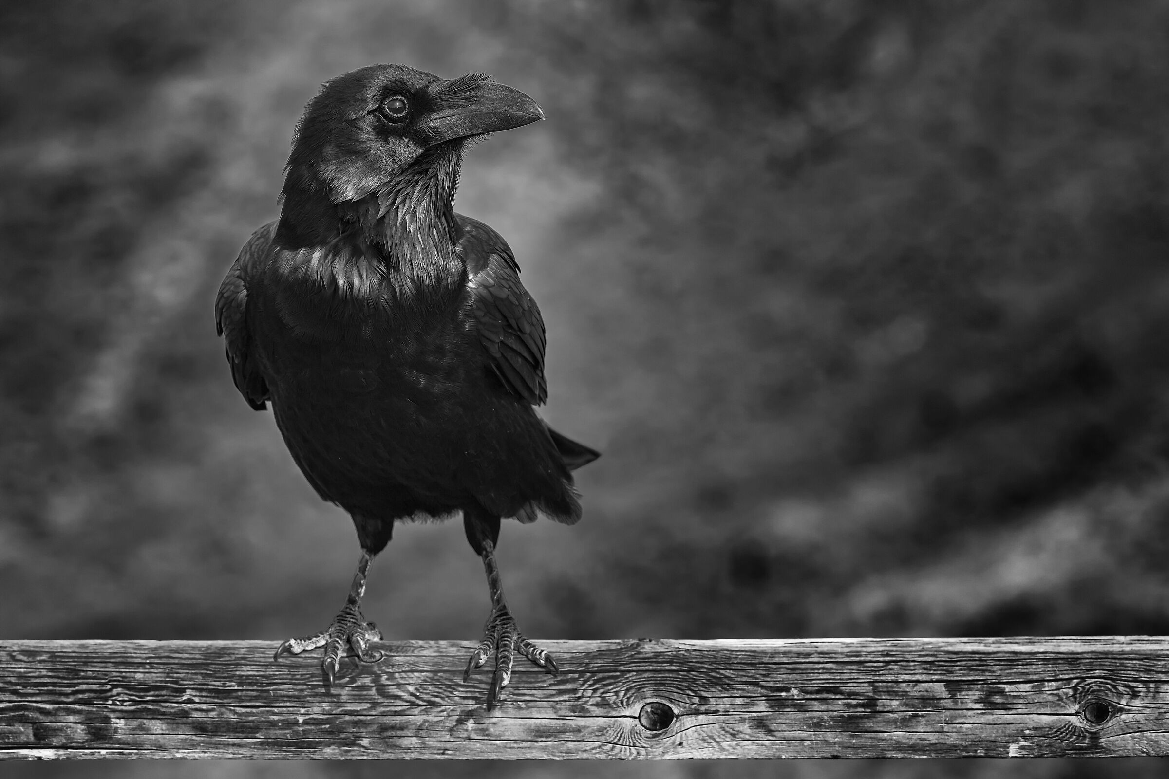 Crow BW
