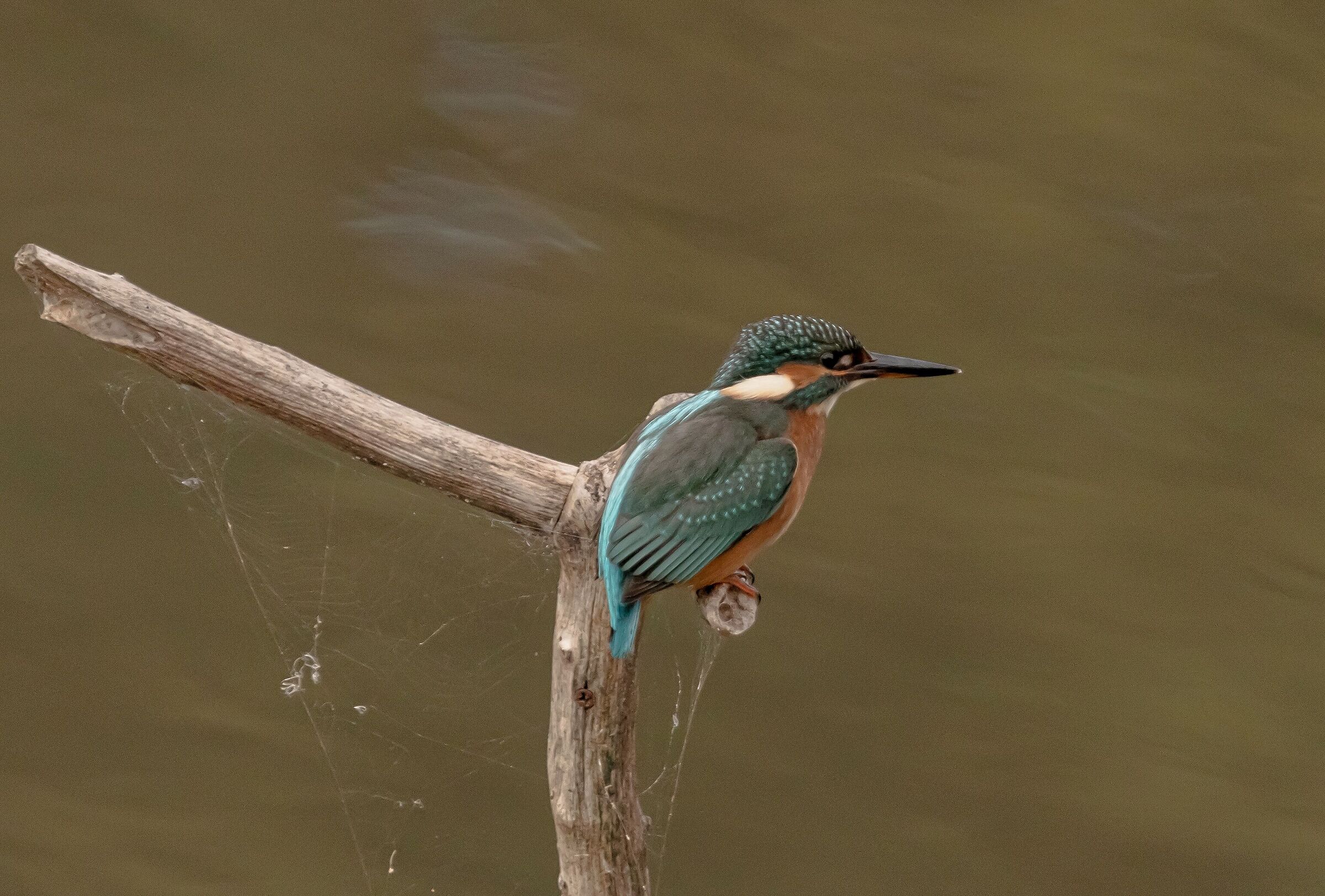 Martin Pescatore femmina in sosta Oasi Lipu 7/10/2021