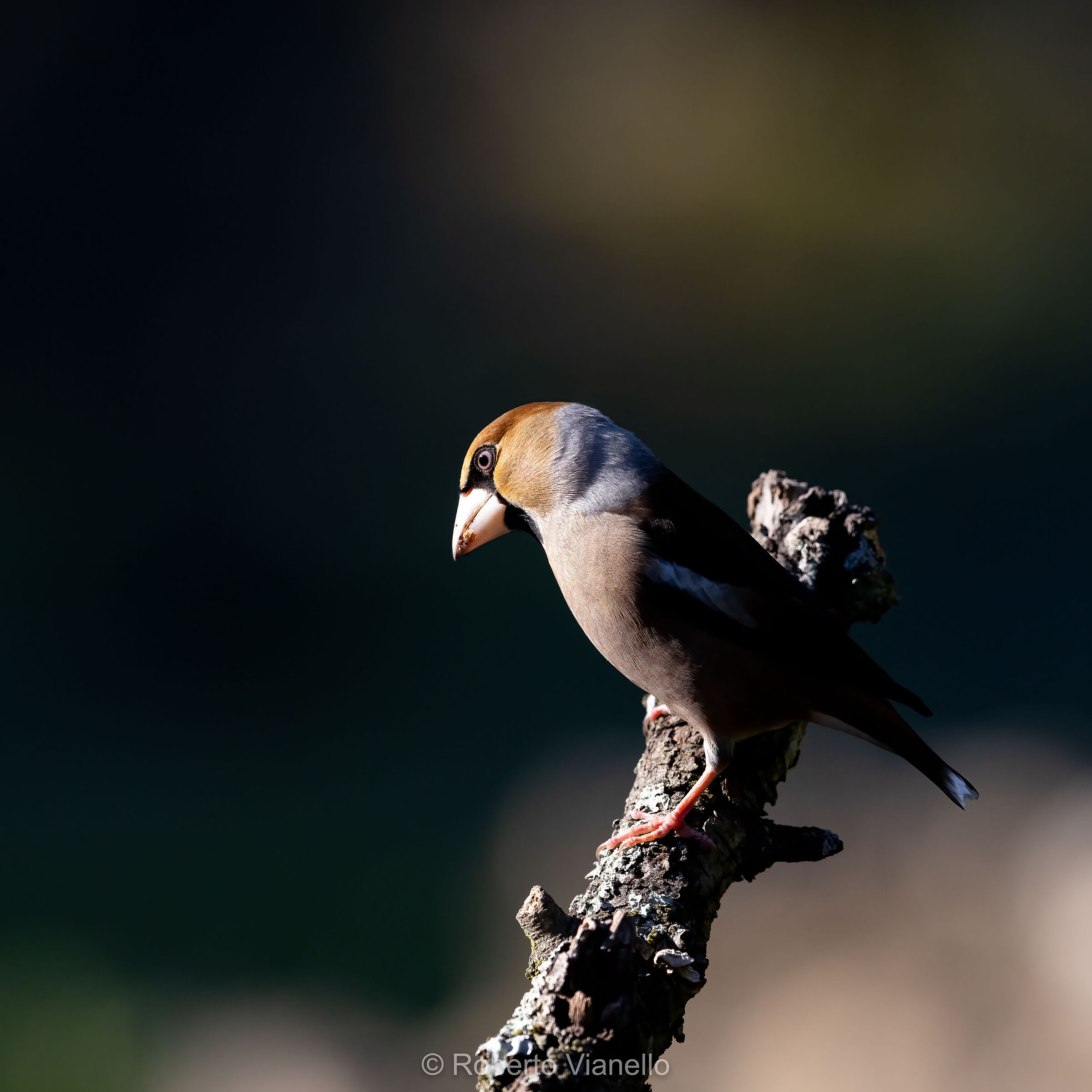 Frosone (Coccothraustes coccothraustes)