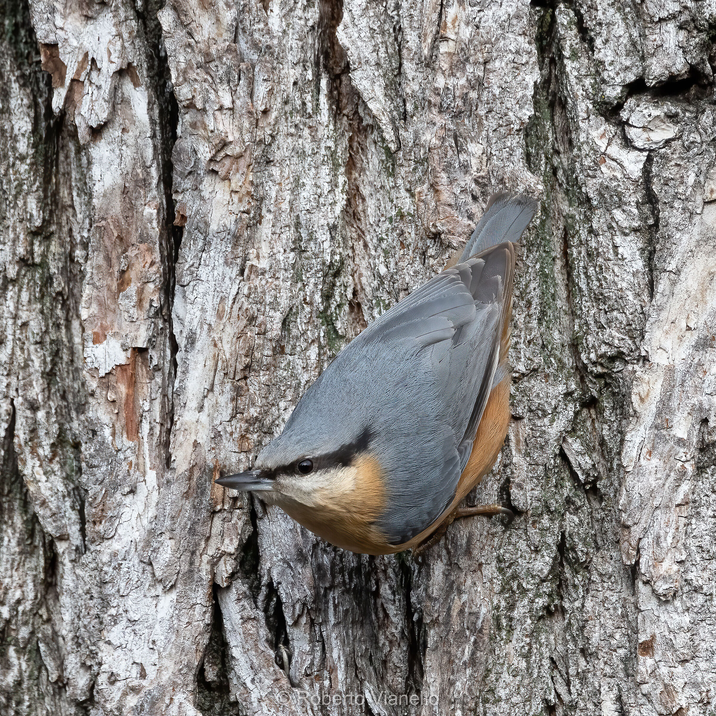 Picchio muratore (Sitta europaea)
