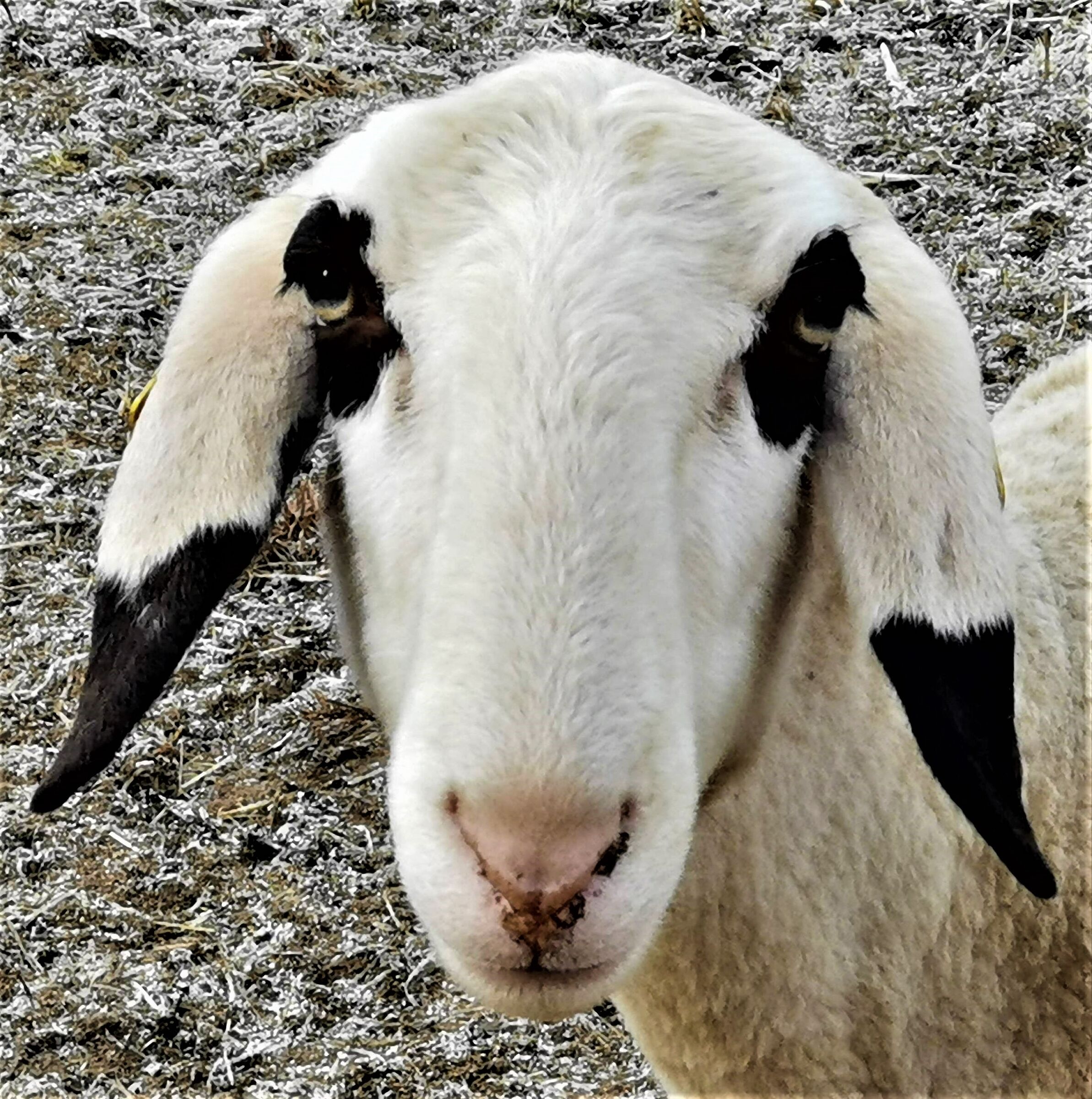 Beeee"e"eeeee.........