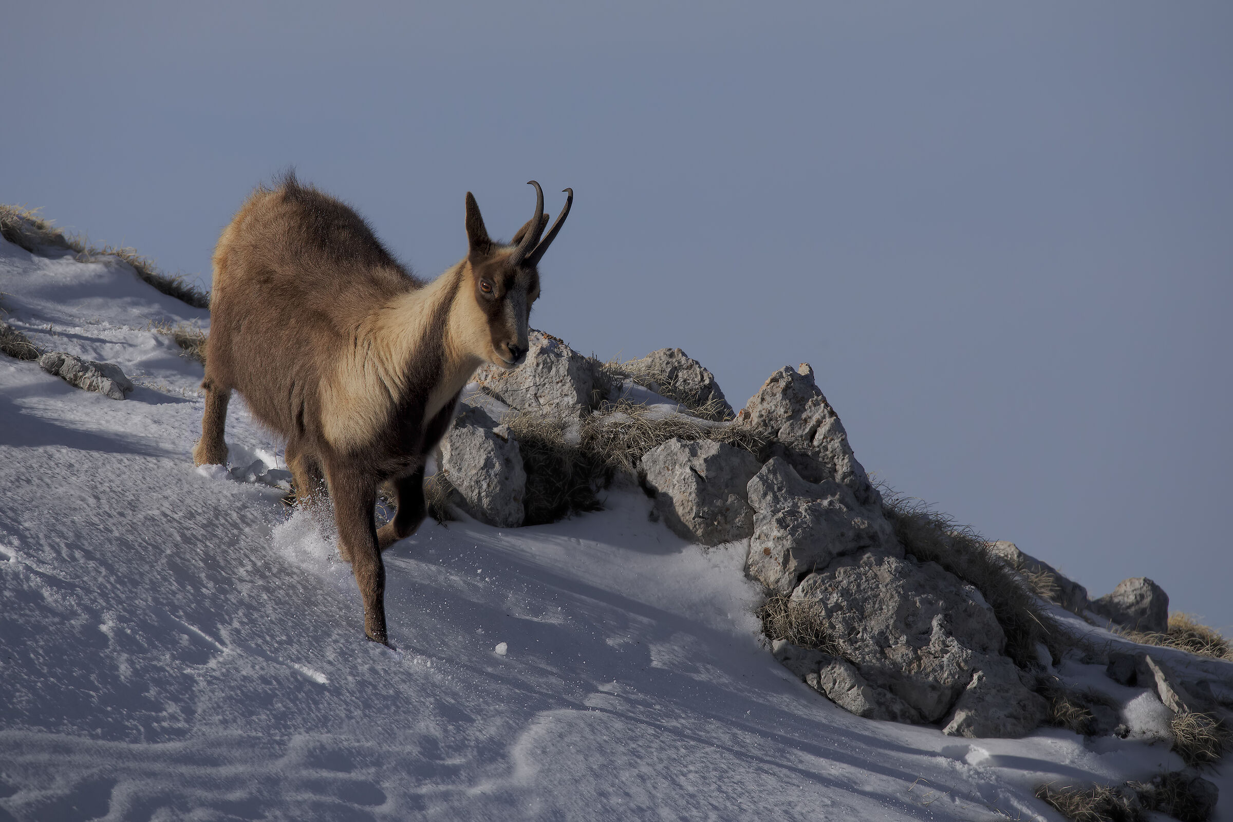 Camoscio appenninico