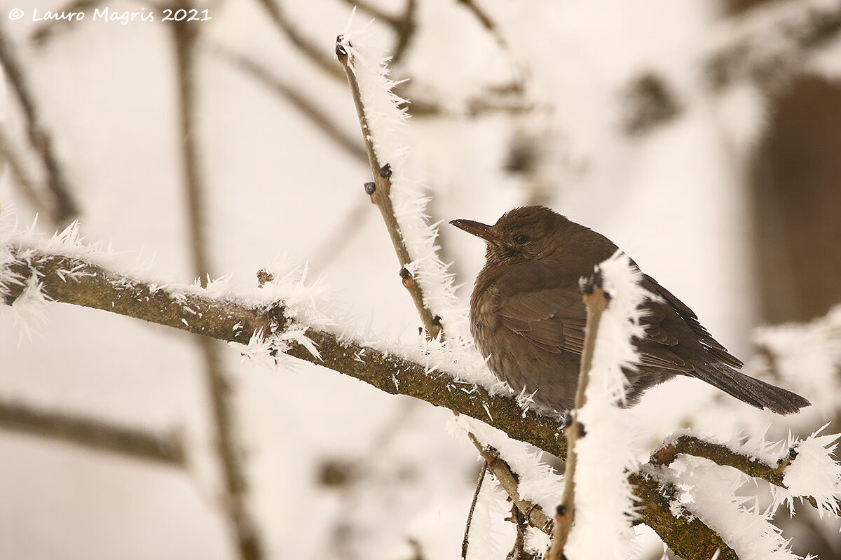 Feather and ice lace