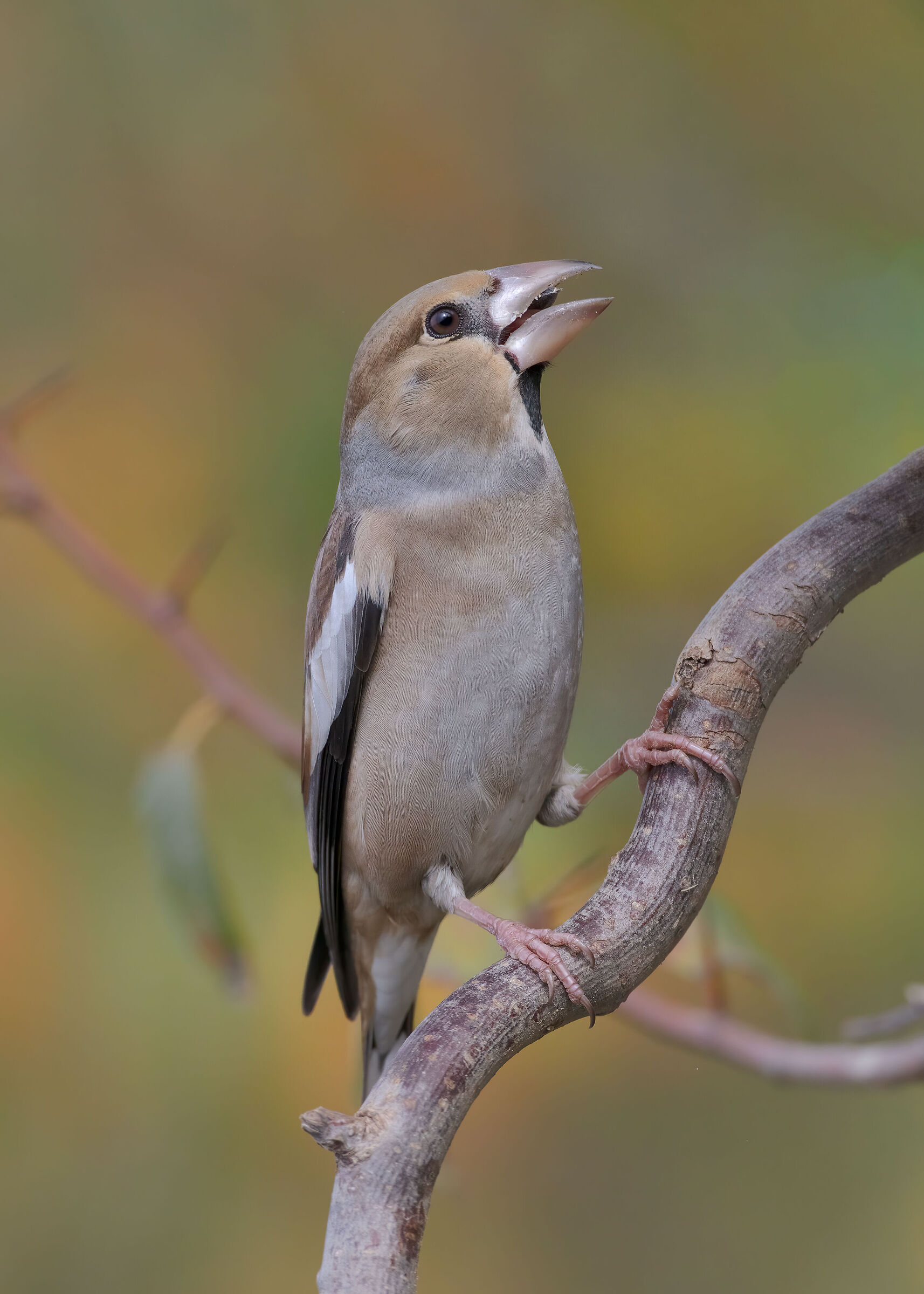 Frosone comune (Coccothraustes coccothraustes)