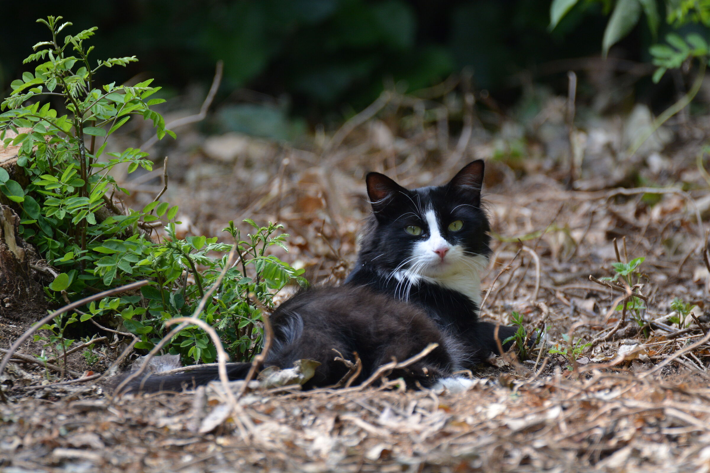 Il re del giardino